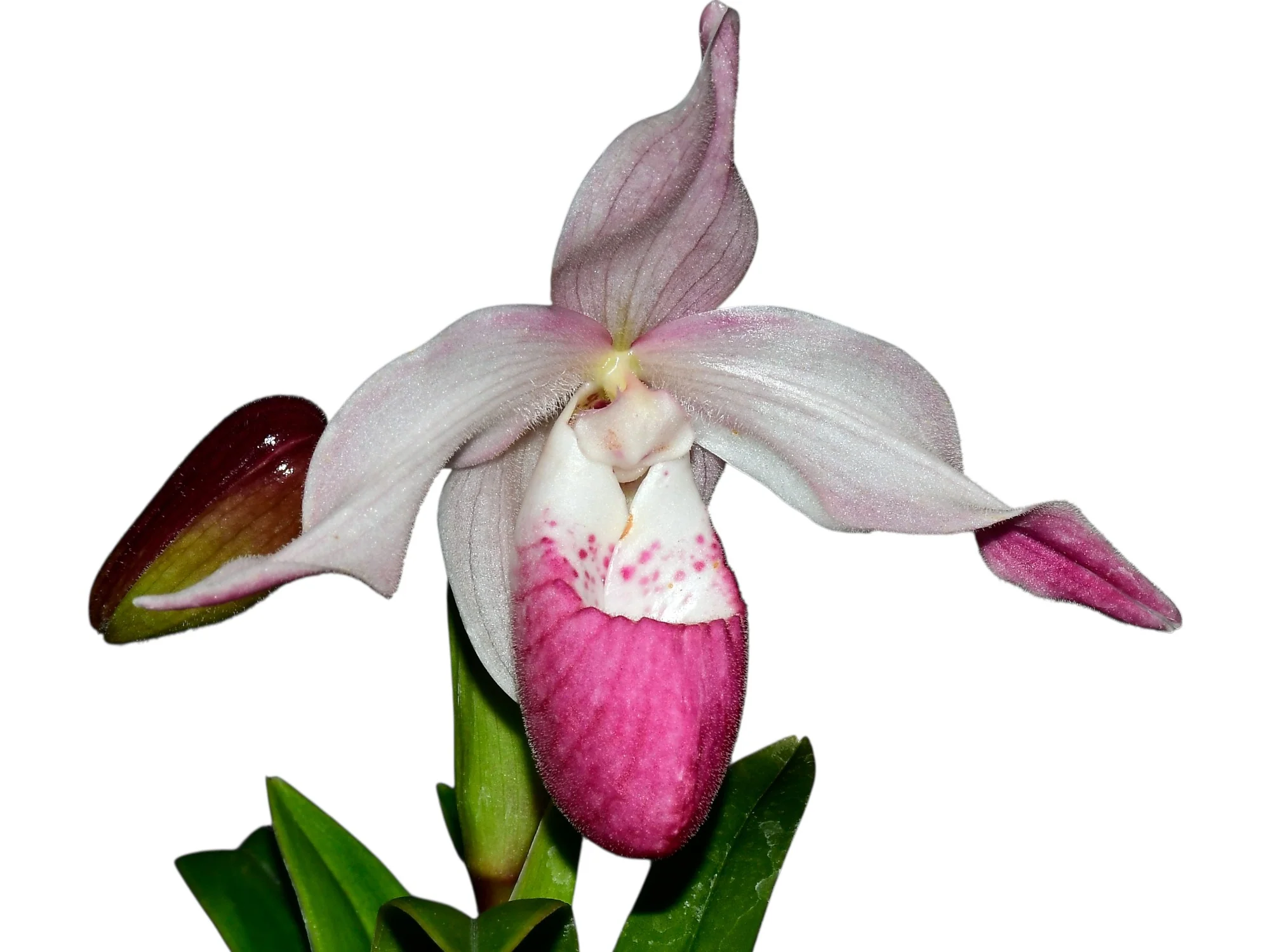 Phragmipedium Martina - Image 2
