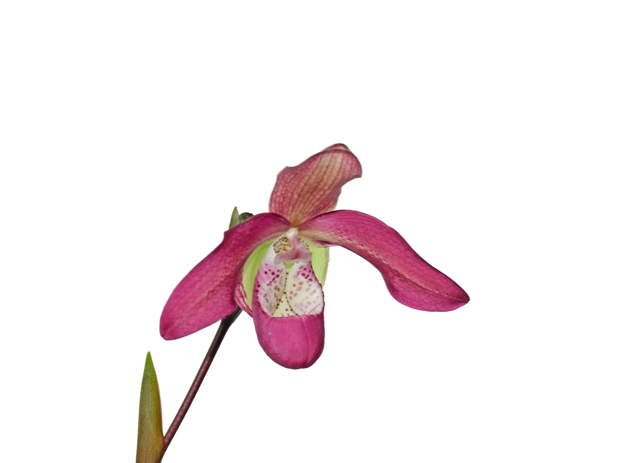 Phragmipedium Pat Ramsey - Image 2