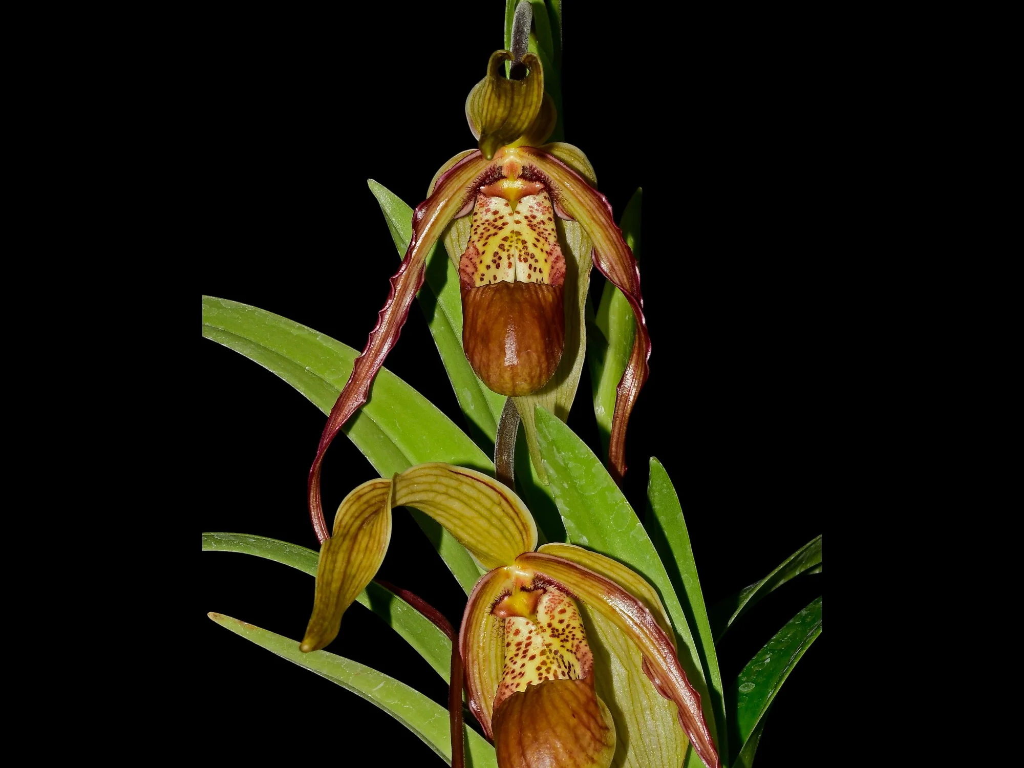 Phragmipedium Paute - Image 2