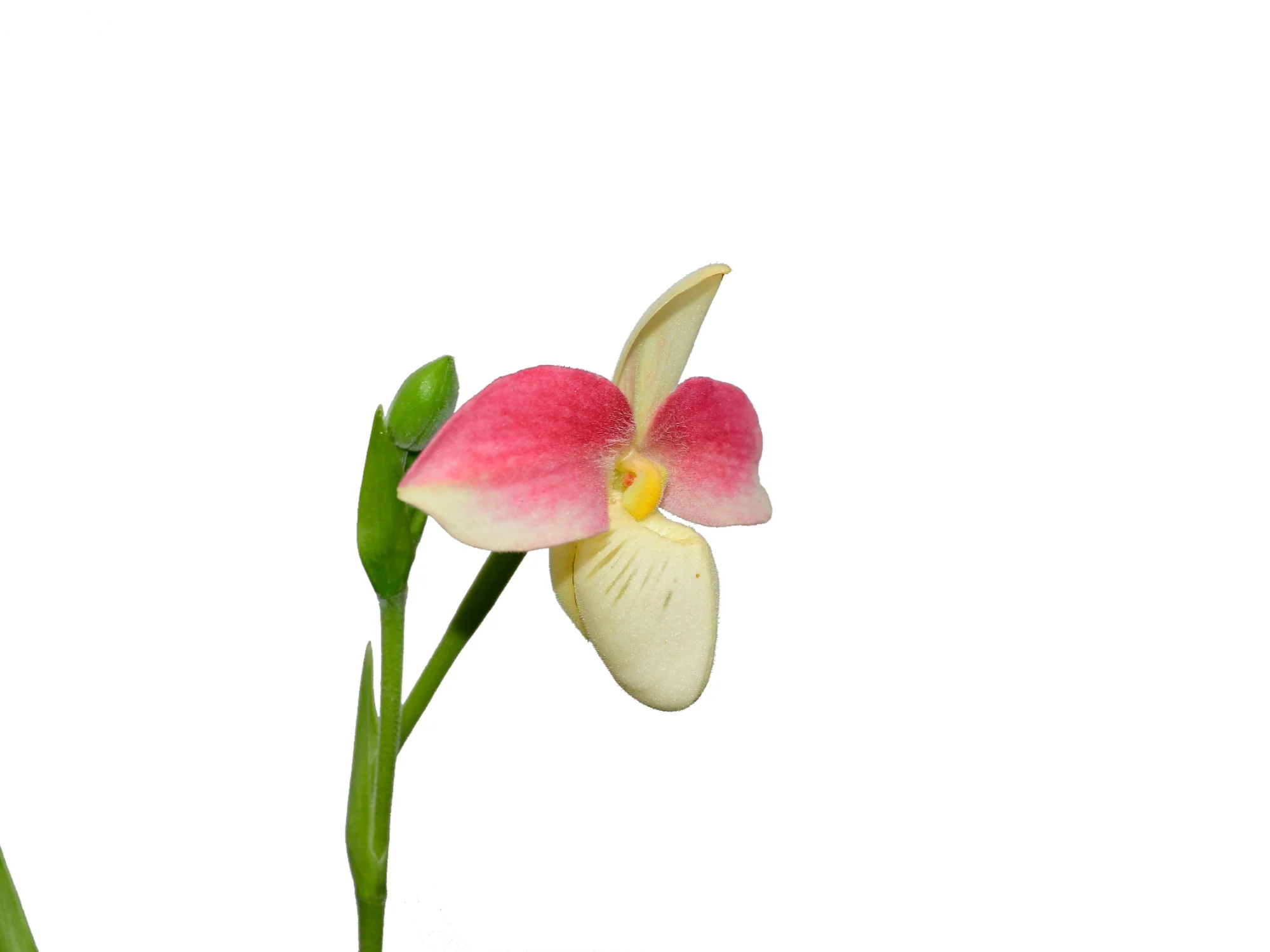 Phragmipedium Saint Ouen - Image 2