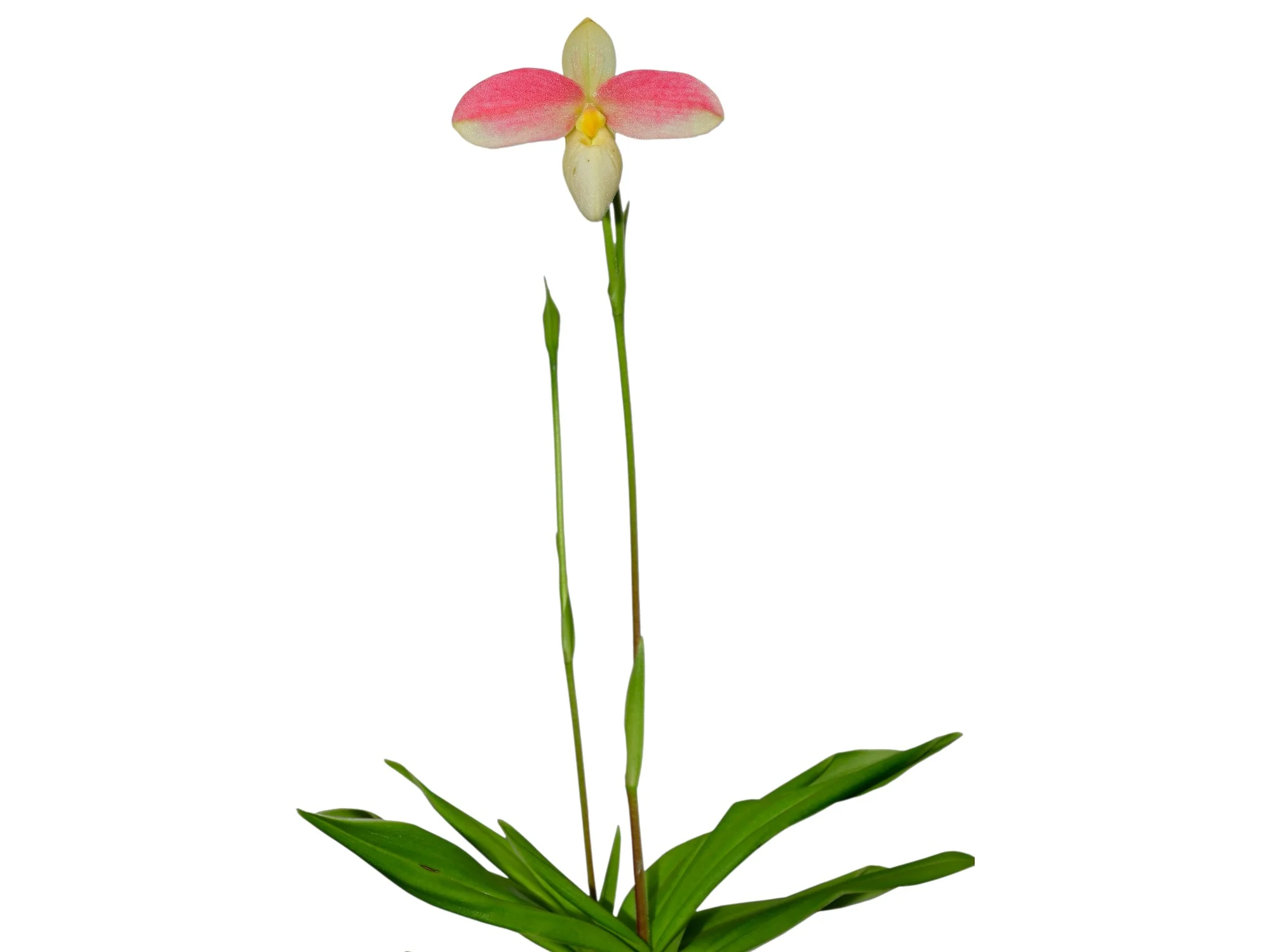 Phragmipedium Saint Ouen - Image 3