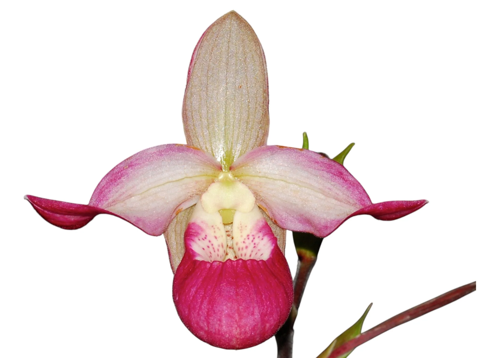 Phragmipedium Sedenii