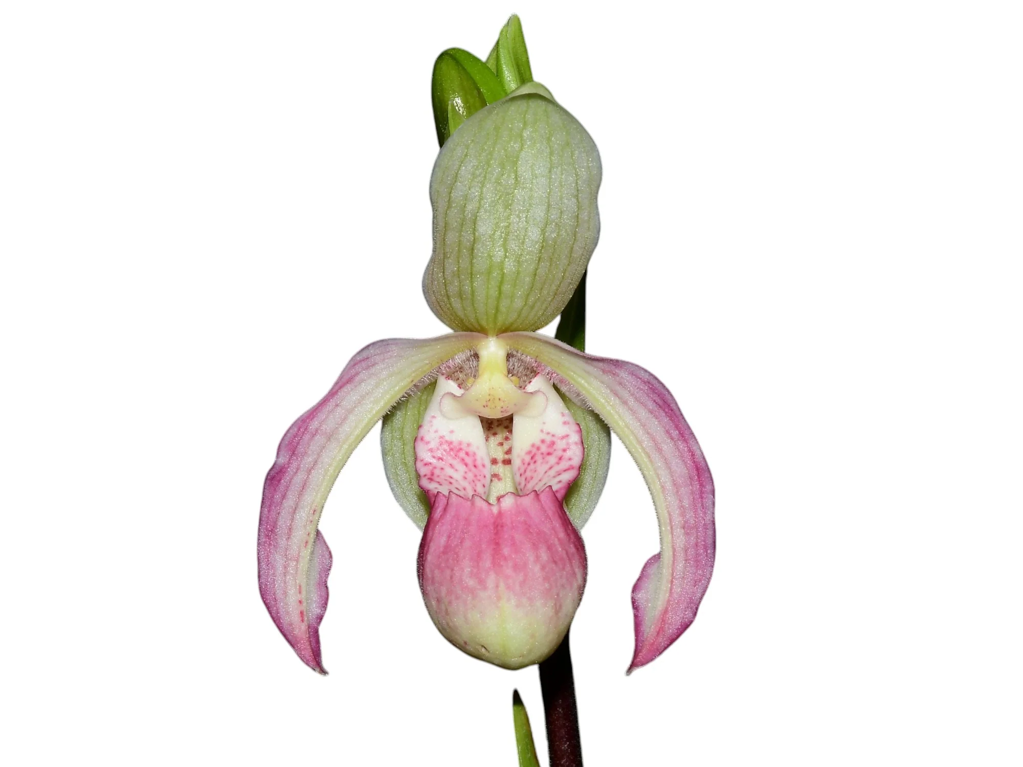 Phragmipedium Sheila Riggs - Image 2
