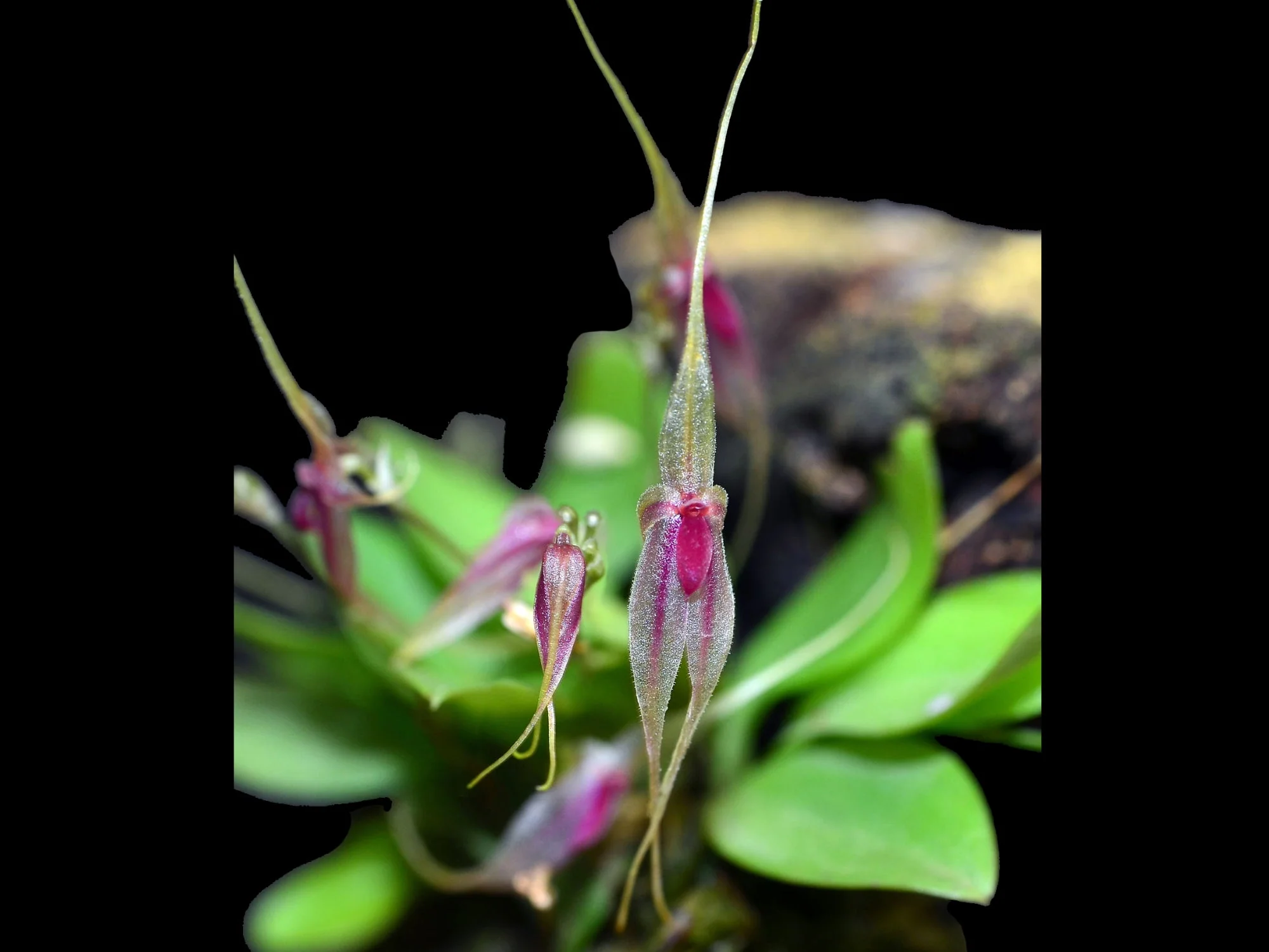 Platystele baqueroi