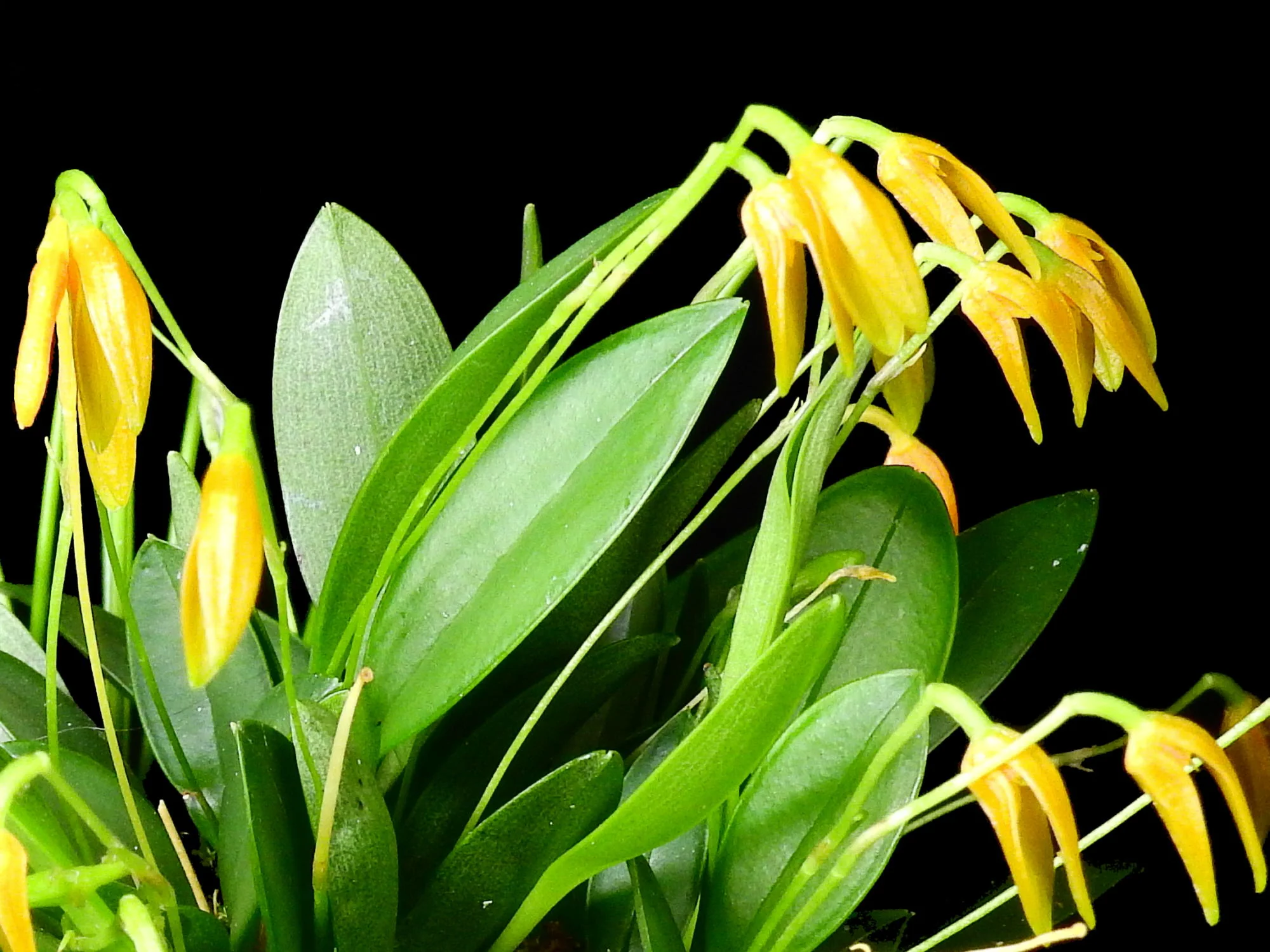 Specklinia corniculata, 5 cm Topf