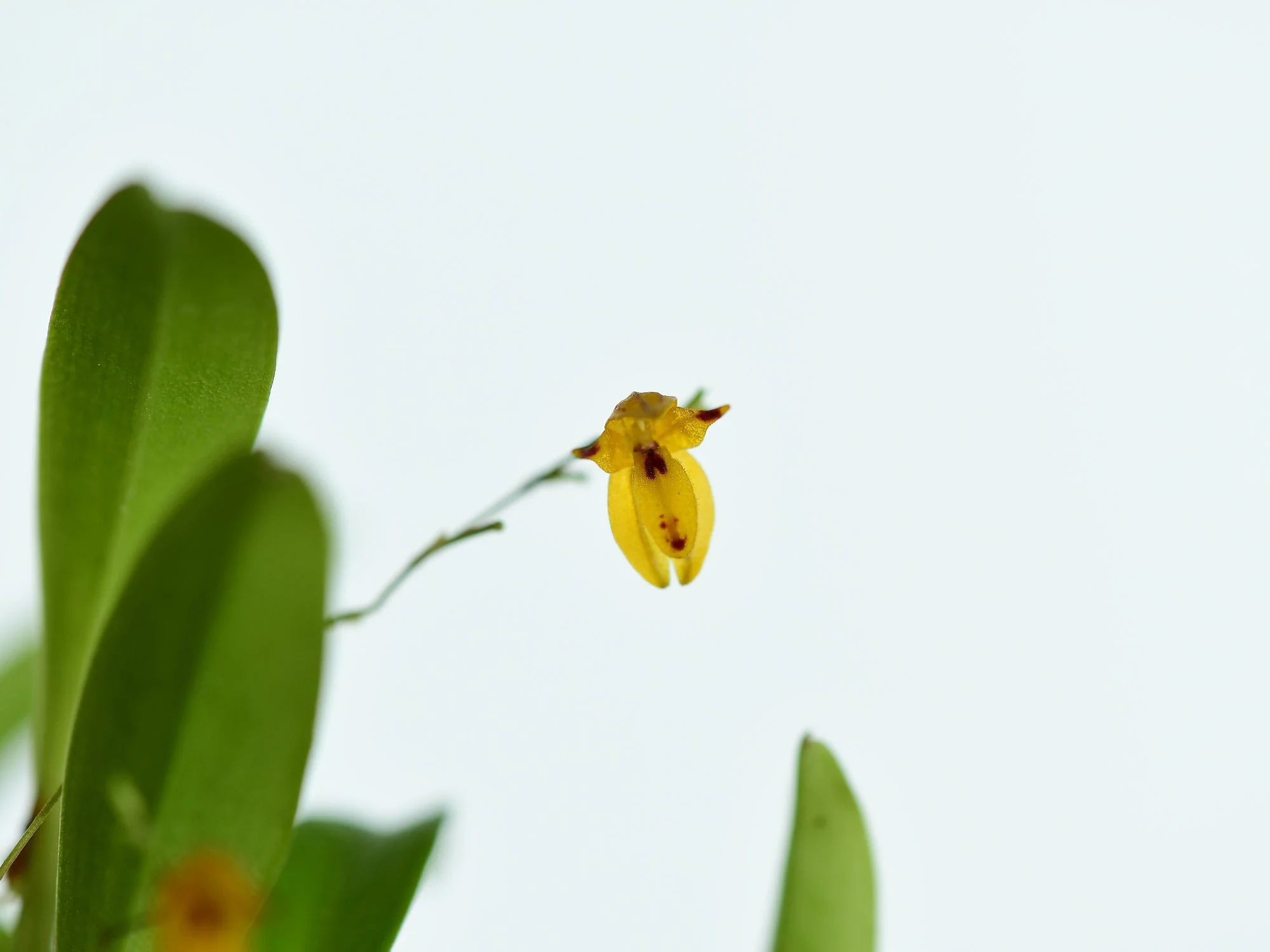 Platystele aurea