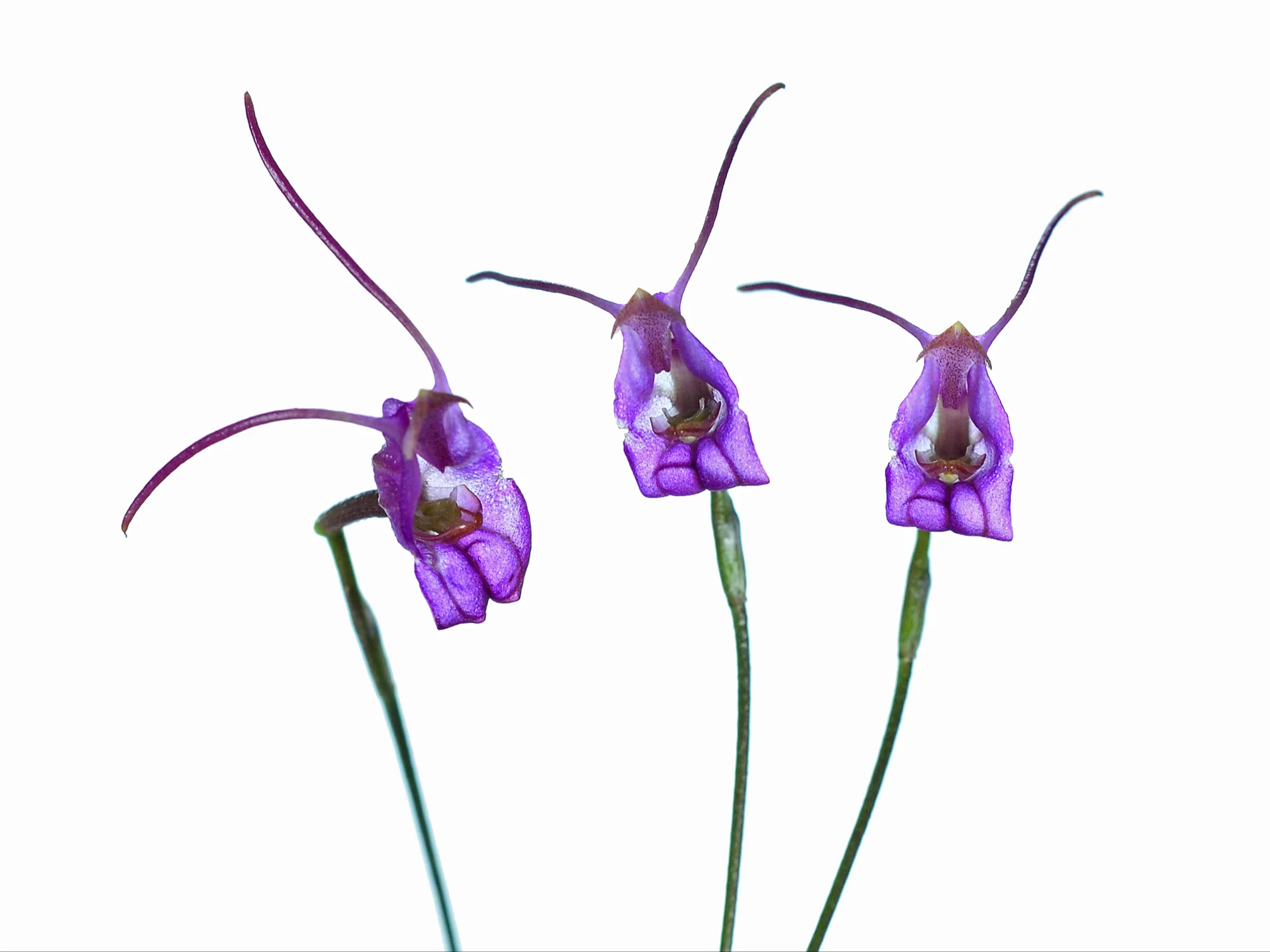 Porroglossum amethystinum - Image 2