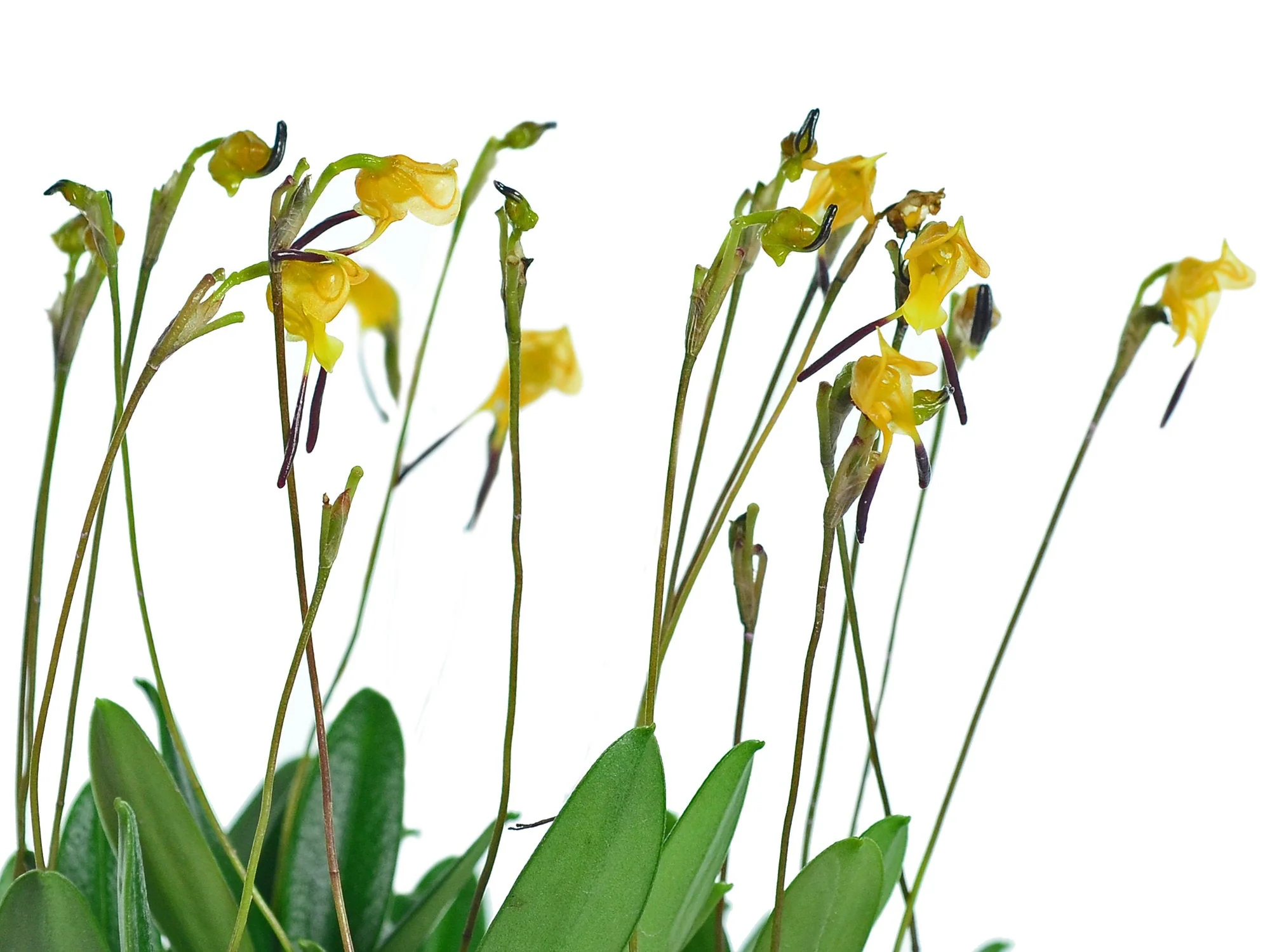 Porroglossum aureum - Image 2