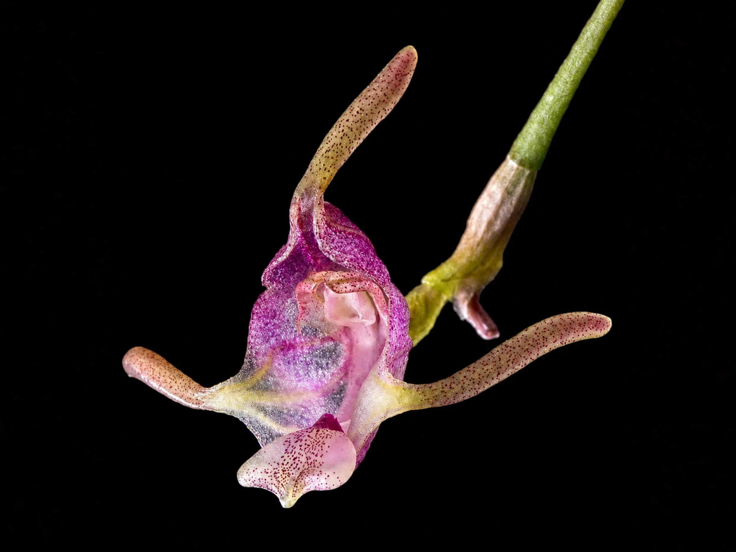 Porroglossum dactylum