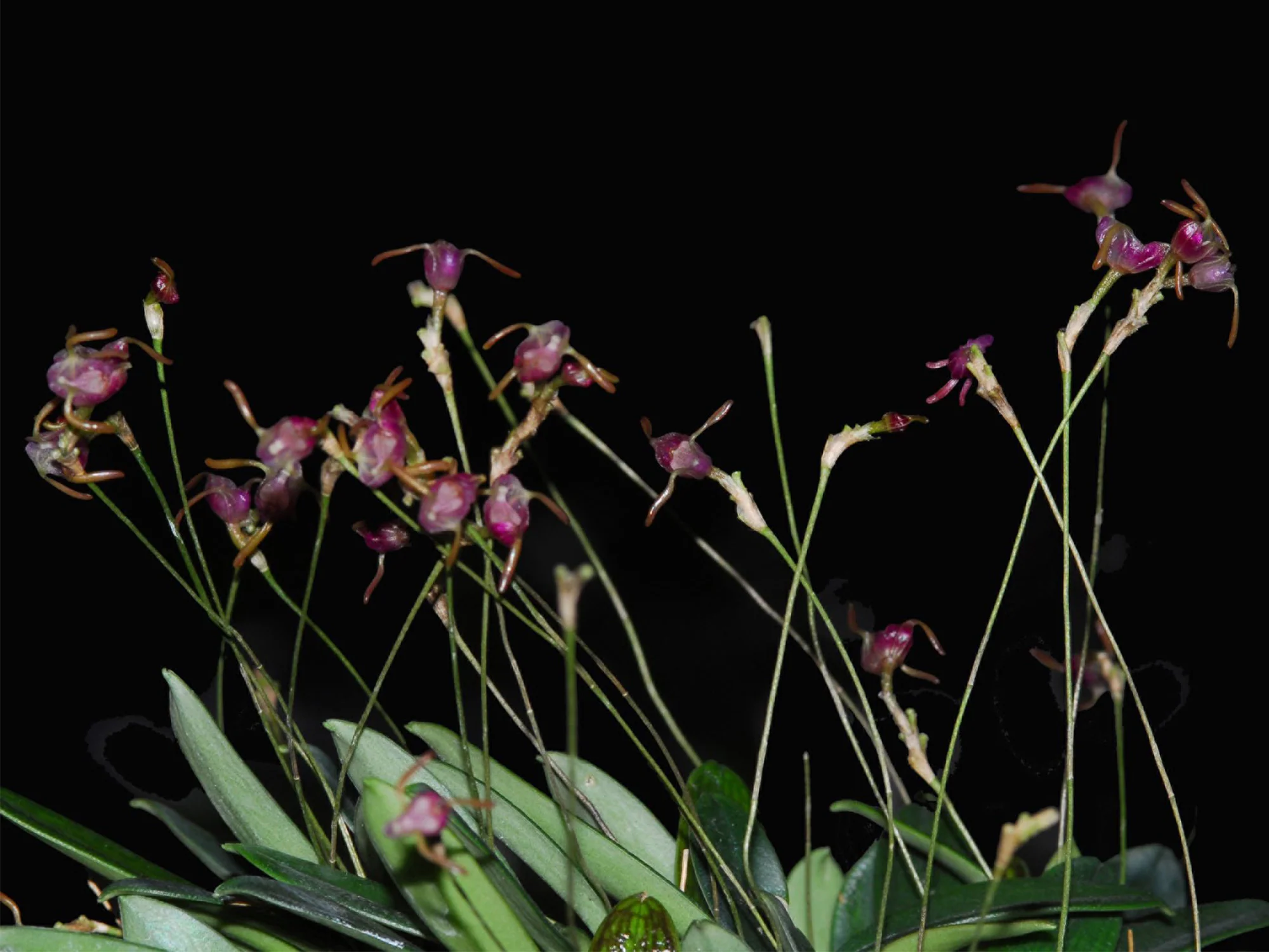 Porroglossum dactylum - Image 2