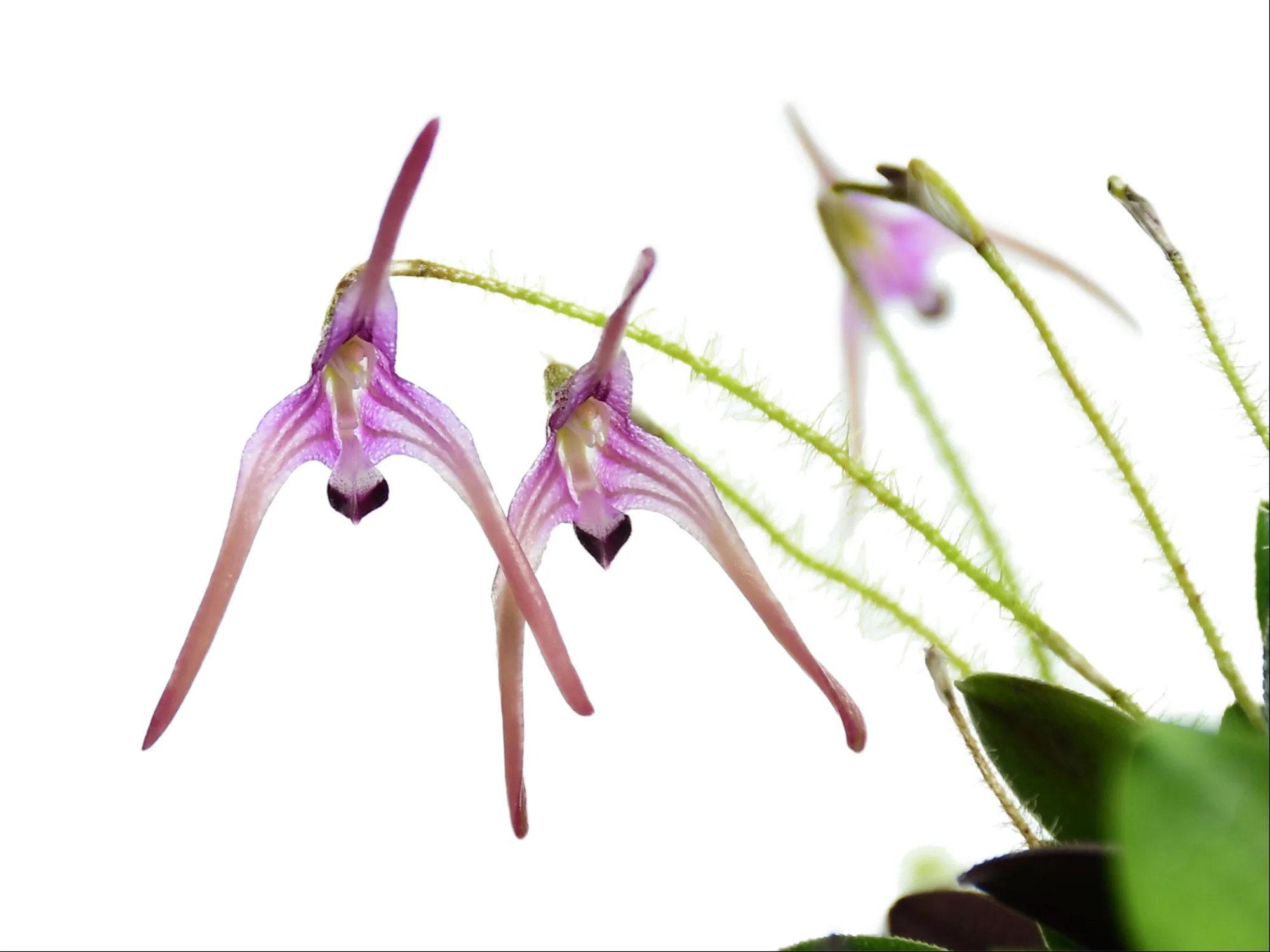 Porroglossum dejonghei - Image 2