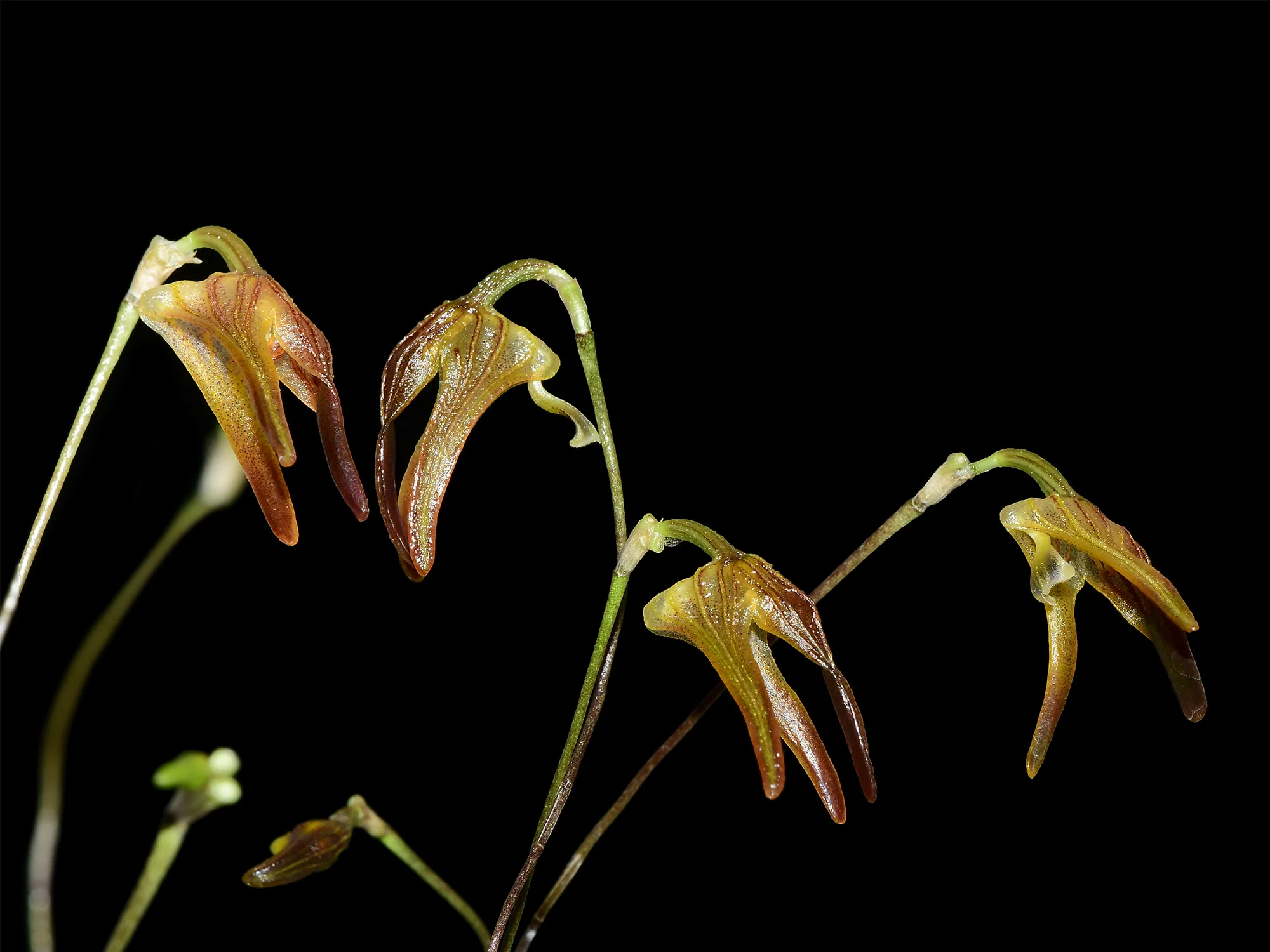 Porroglossum lycinum - Image 2