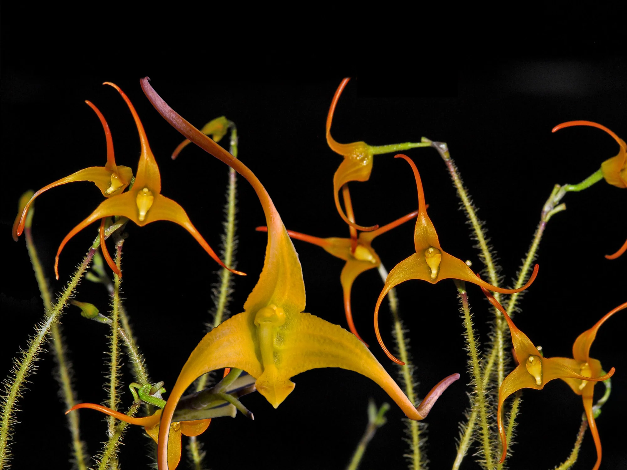 Porroglossum muscosum 'Yellow' - Image 2