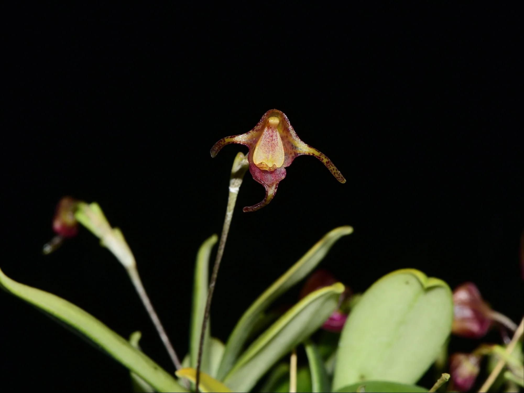 Porroglossum portillae - Image 2
