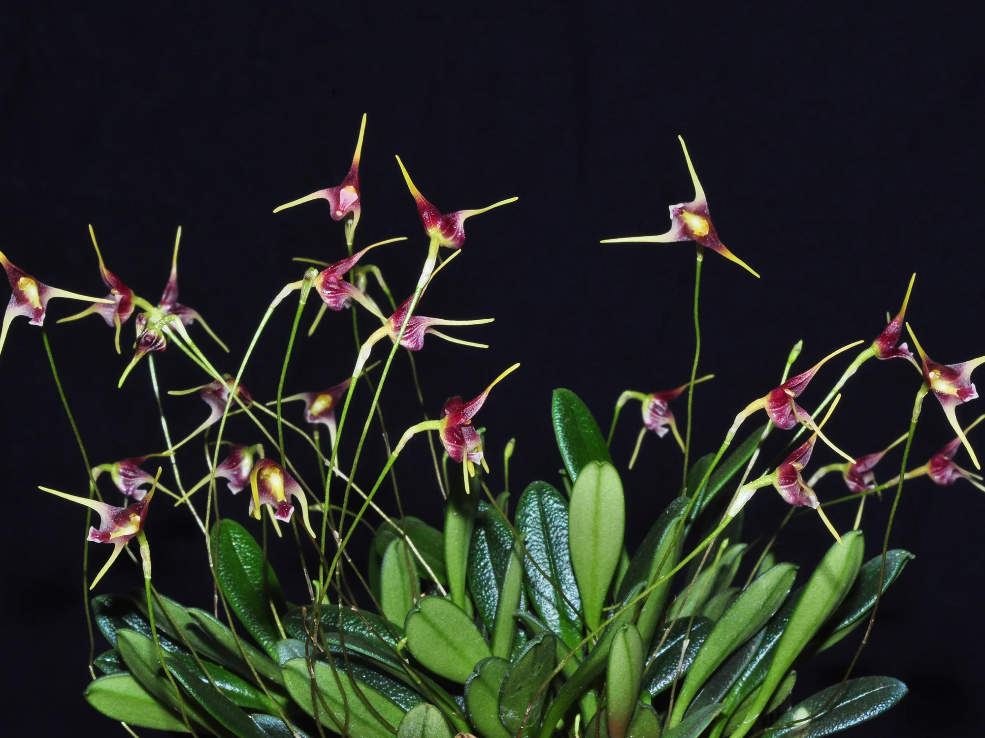 Porroglossum schramii - Image 2