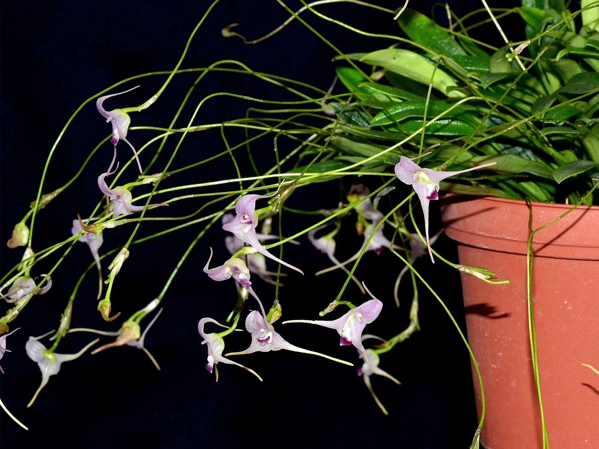 Porroglossum sergii - Image 2