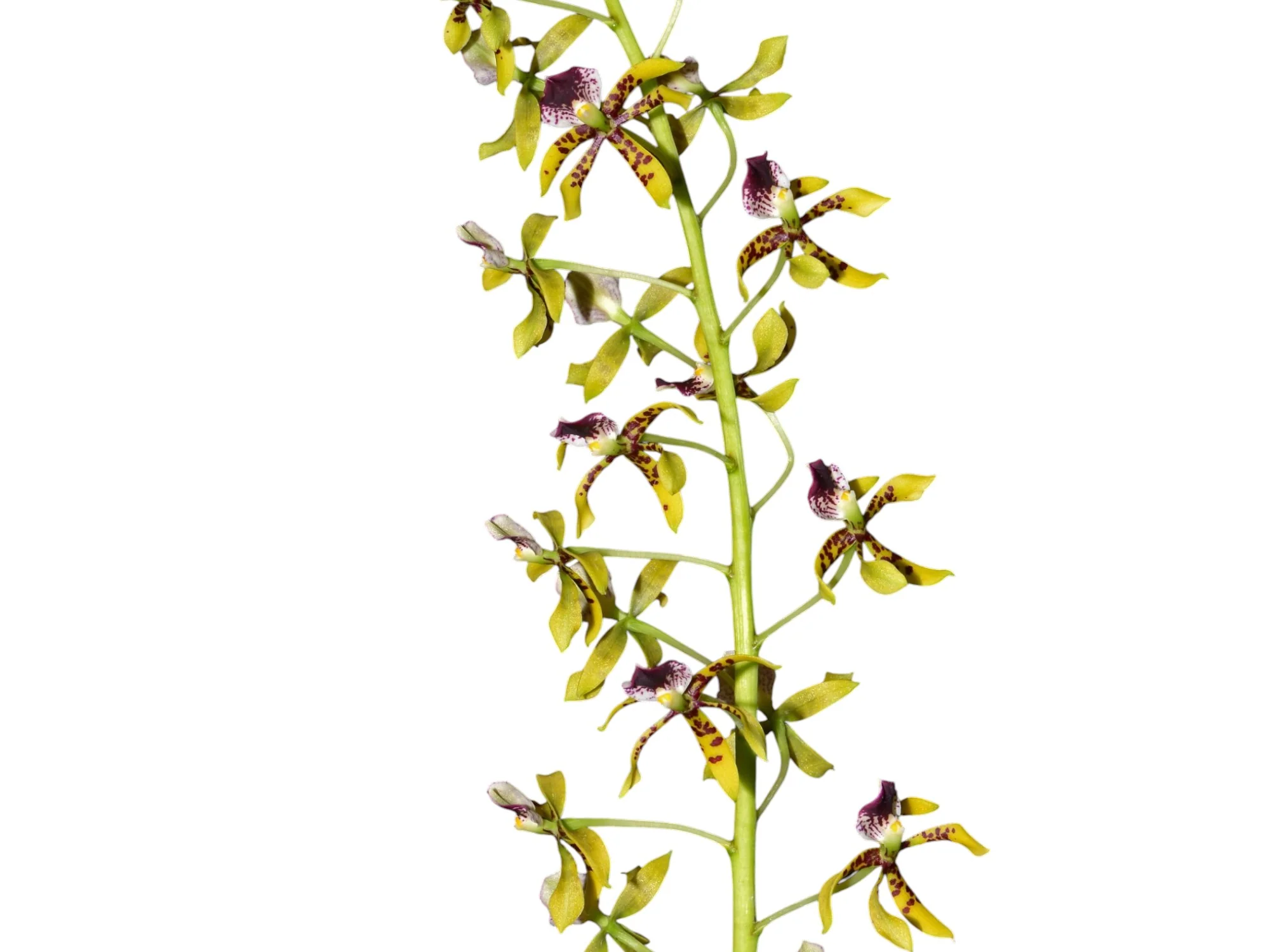 Prosthechea sceptra - Image 2