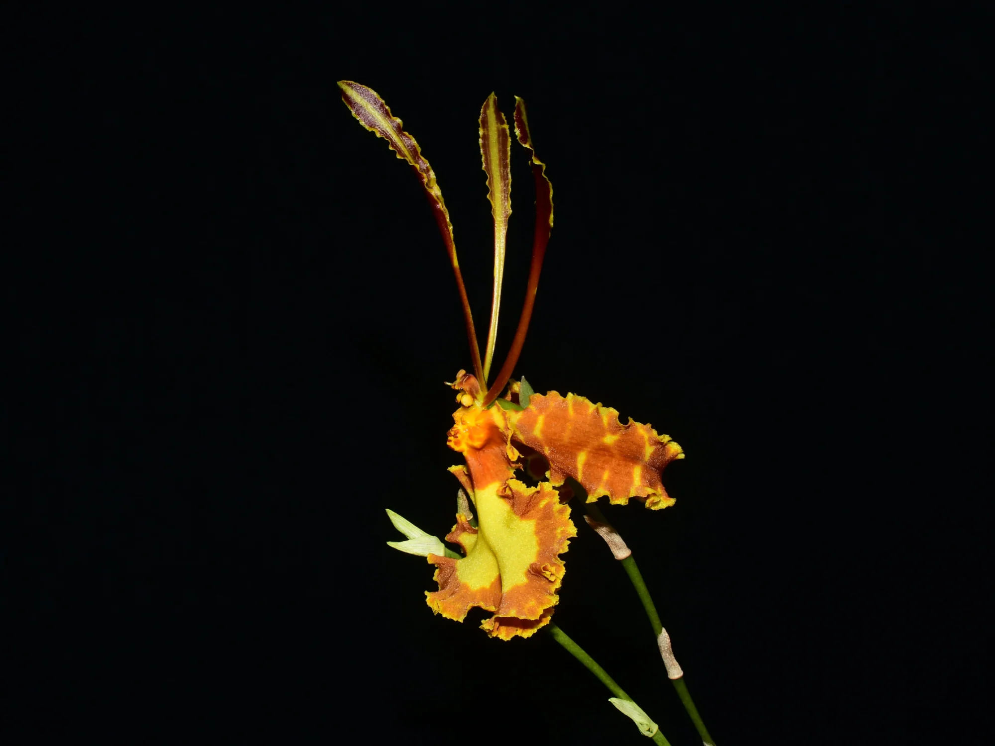 Psychopsis Mariposa - Image 2