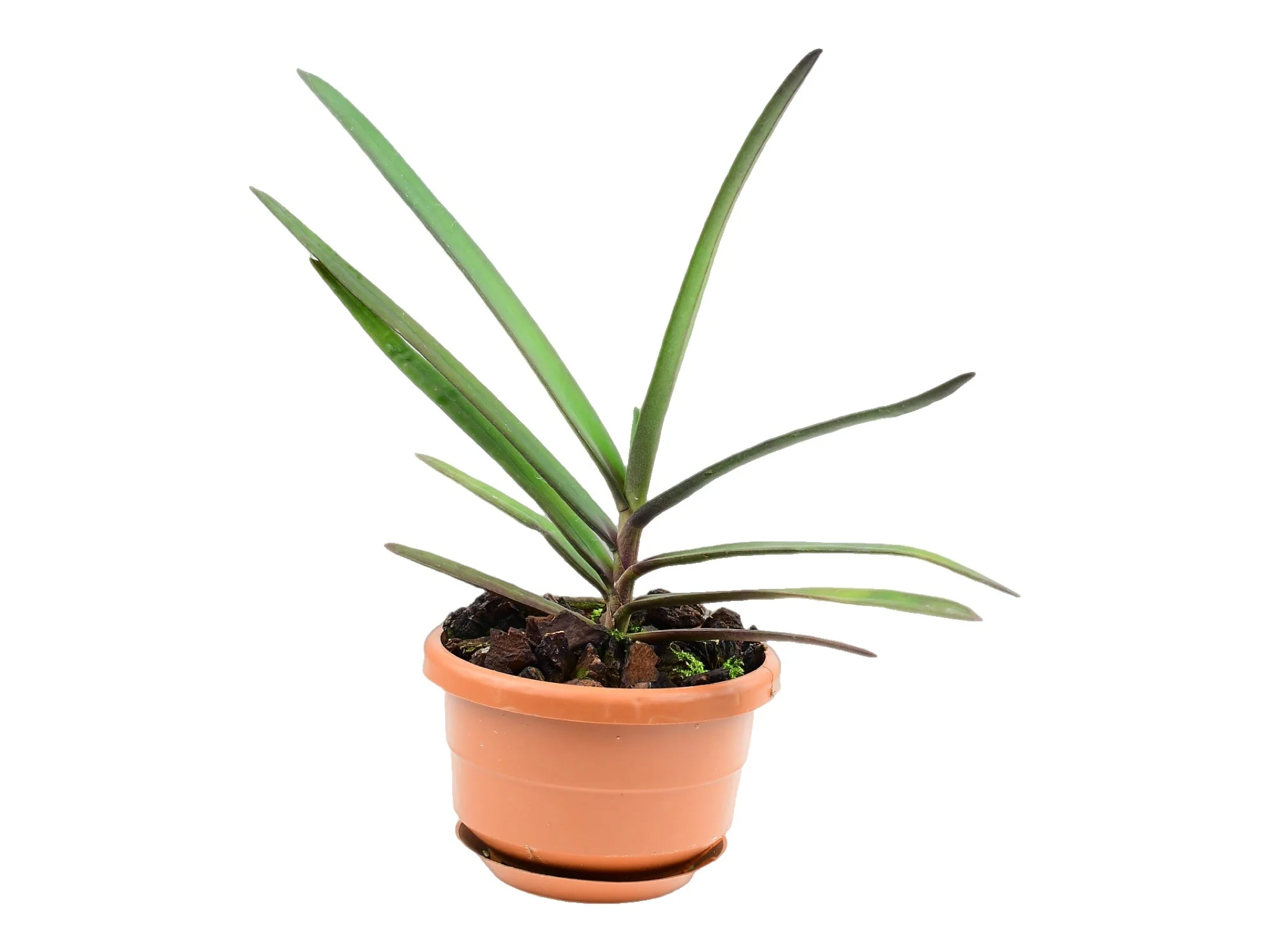 Renanthera monachica (10 cm Ampeltopf) - Image 2