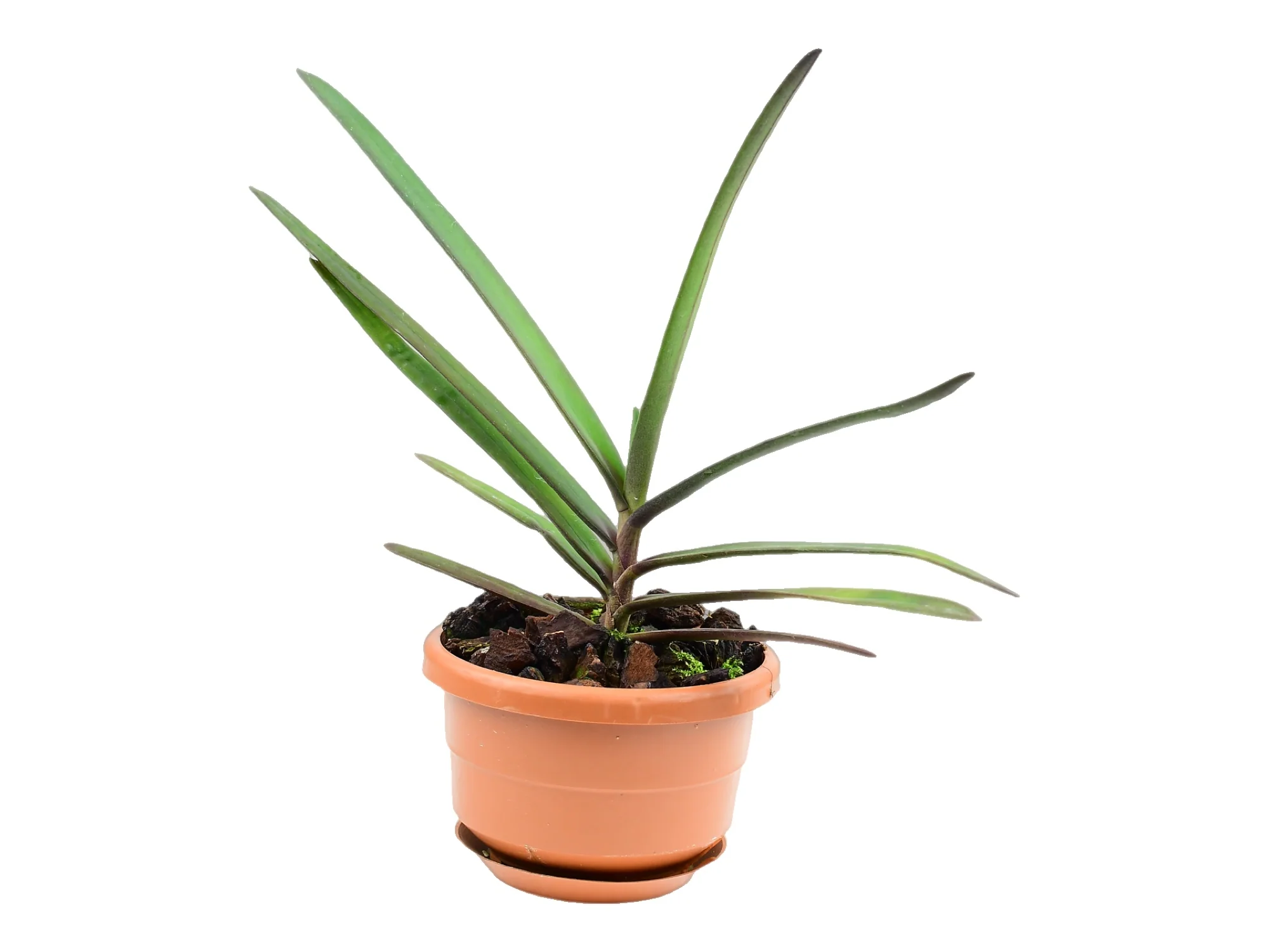 Renanthera monachica (10 cm Ampeltopf) - Image 3
