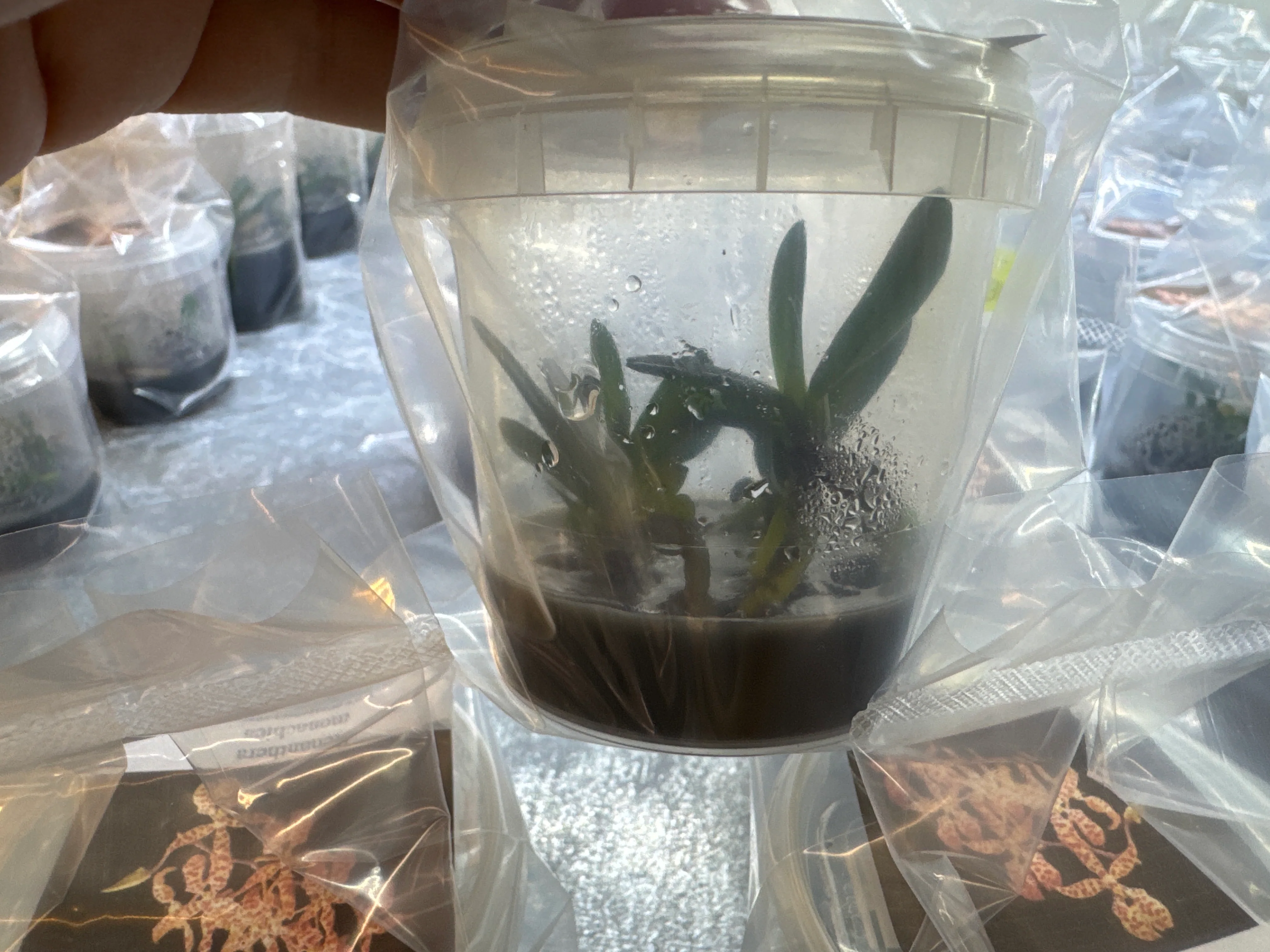 Renanthera monachica OP in vitro - Image 2
