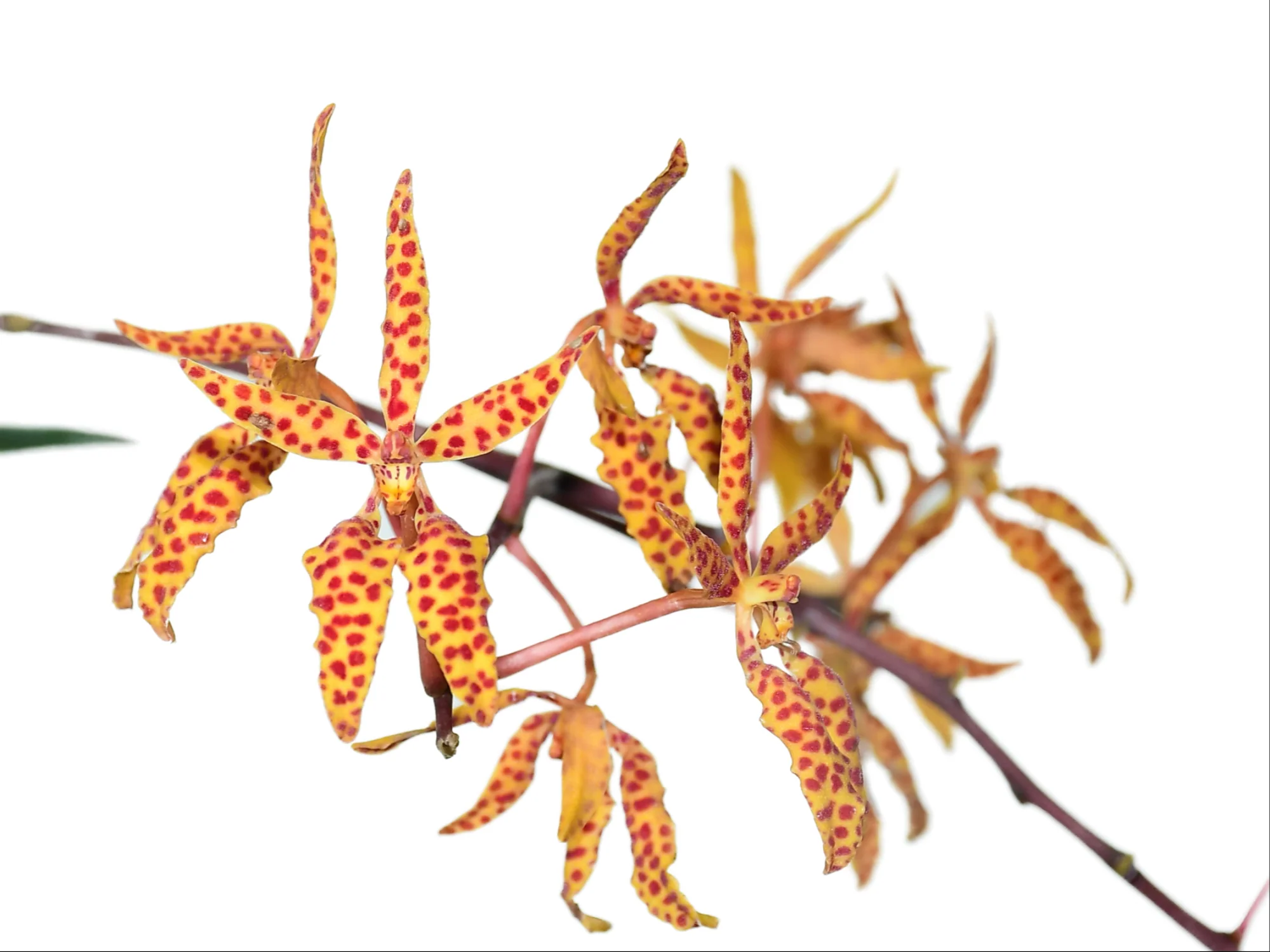 Renanthera monachica (Topf 9cm) - Image 2