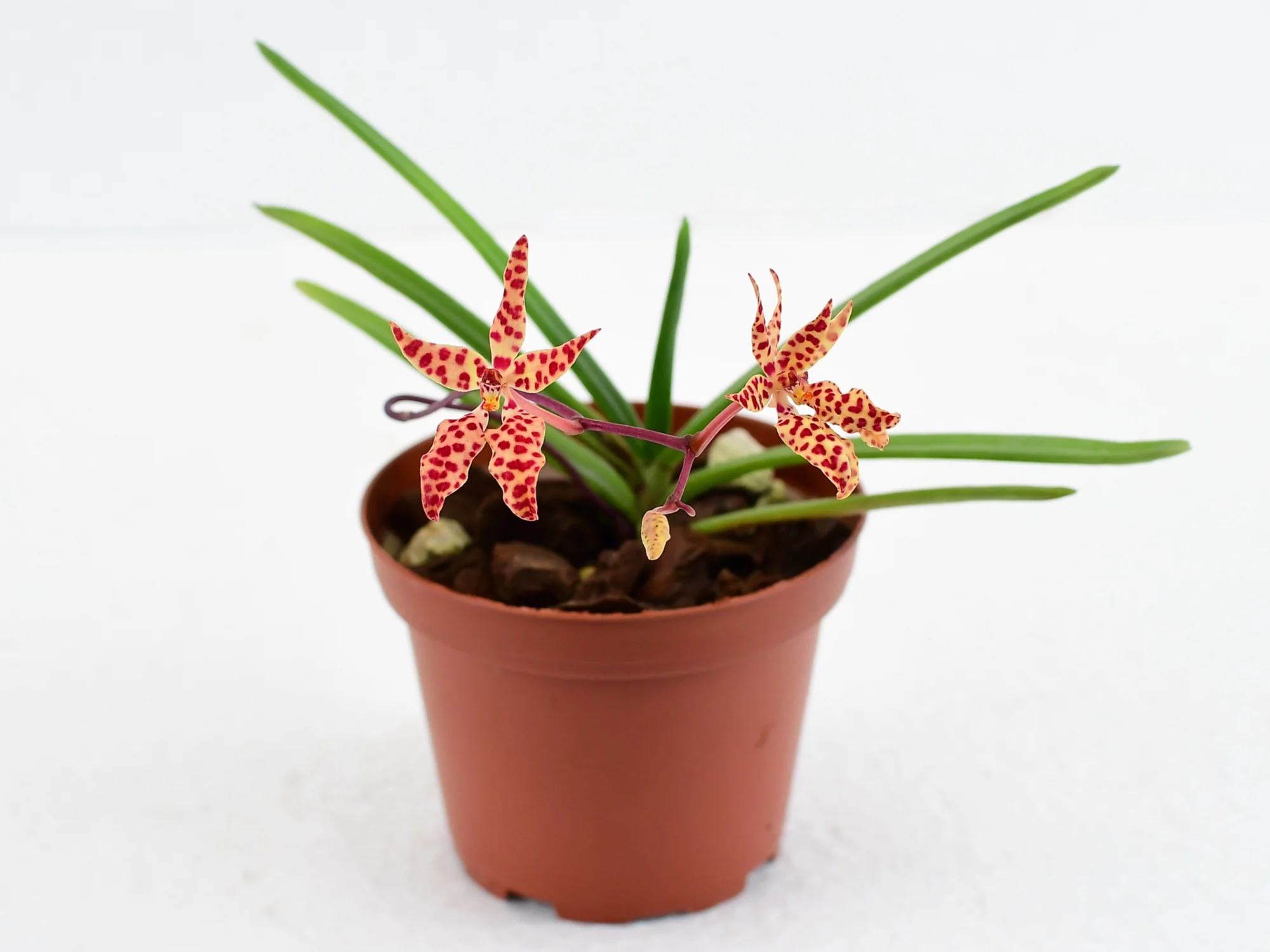 Renanthera monachica (Topf 9cm) - Image 3