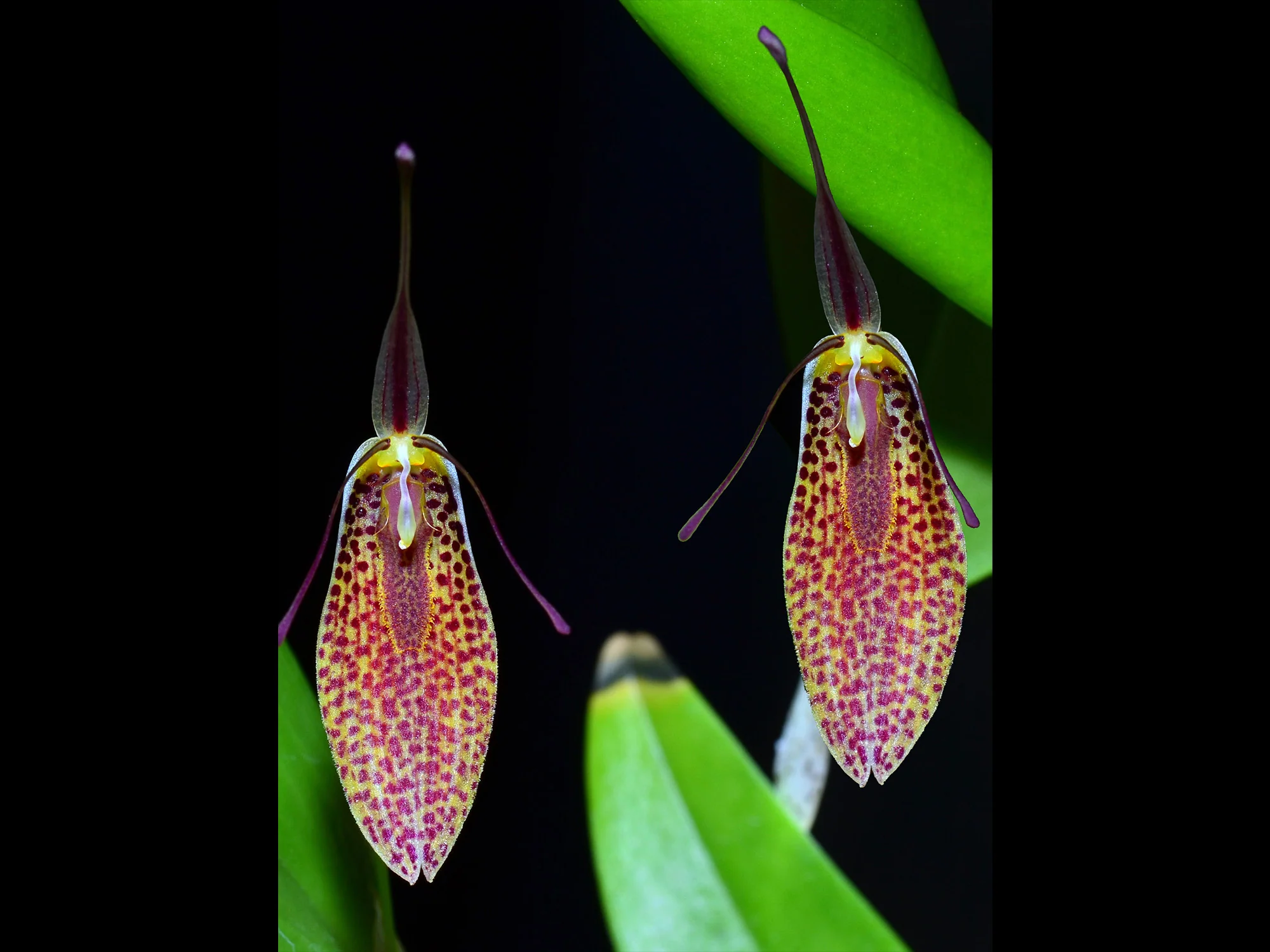 Restrepia aristulifera 'Ecuagenera' 003015 - Image 2
