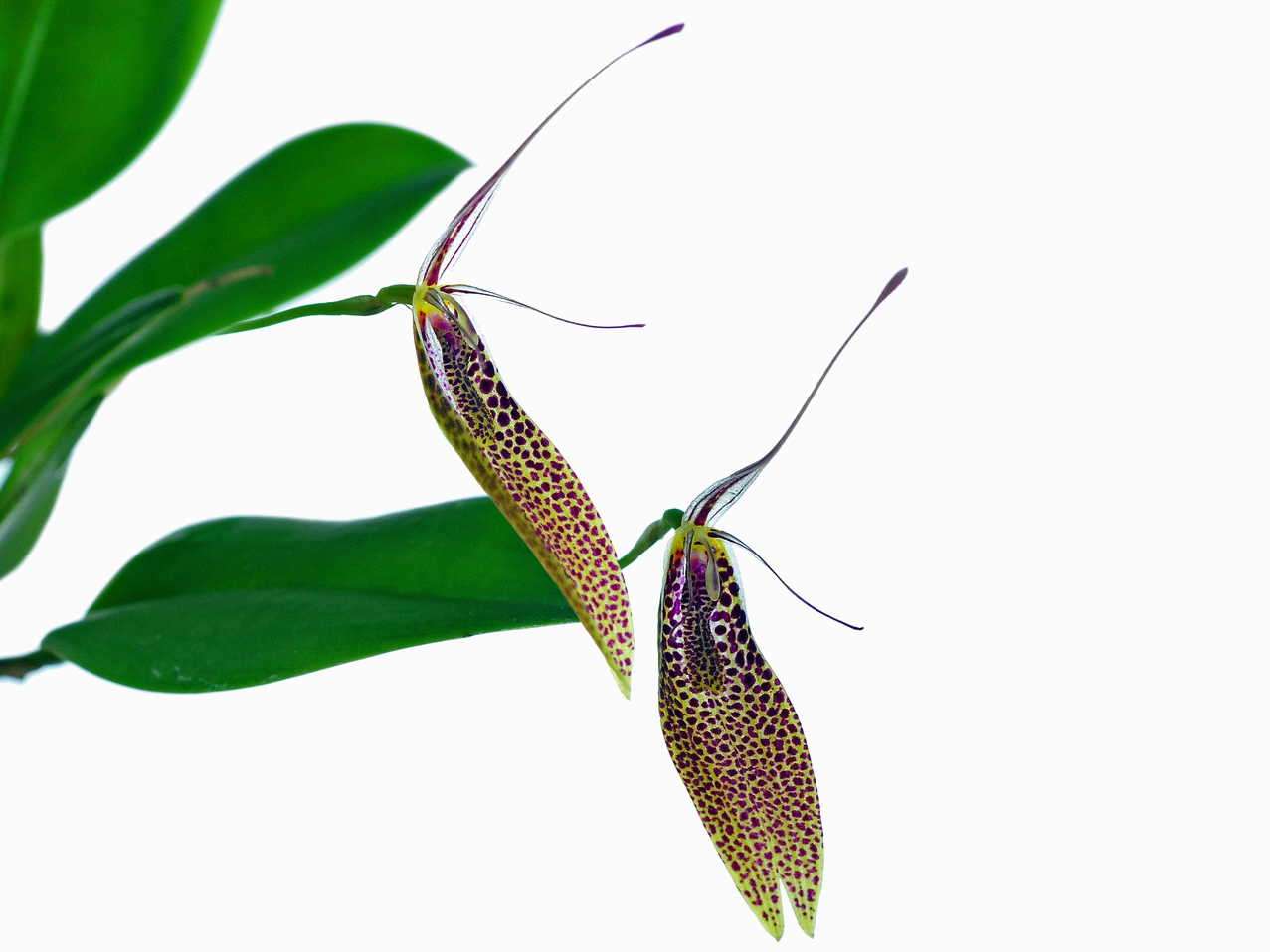 Restrepia guttulata