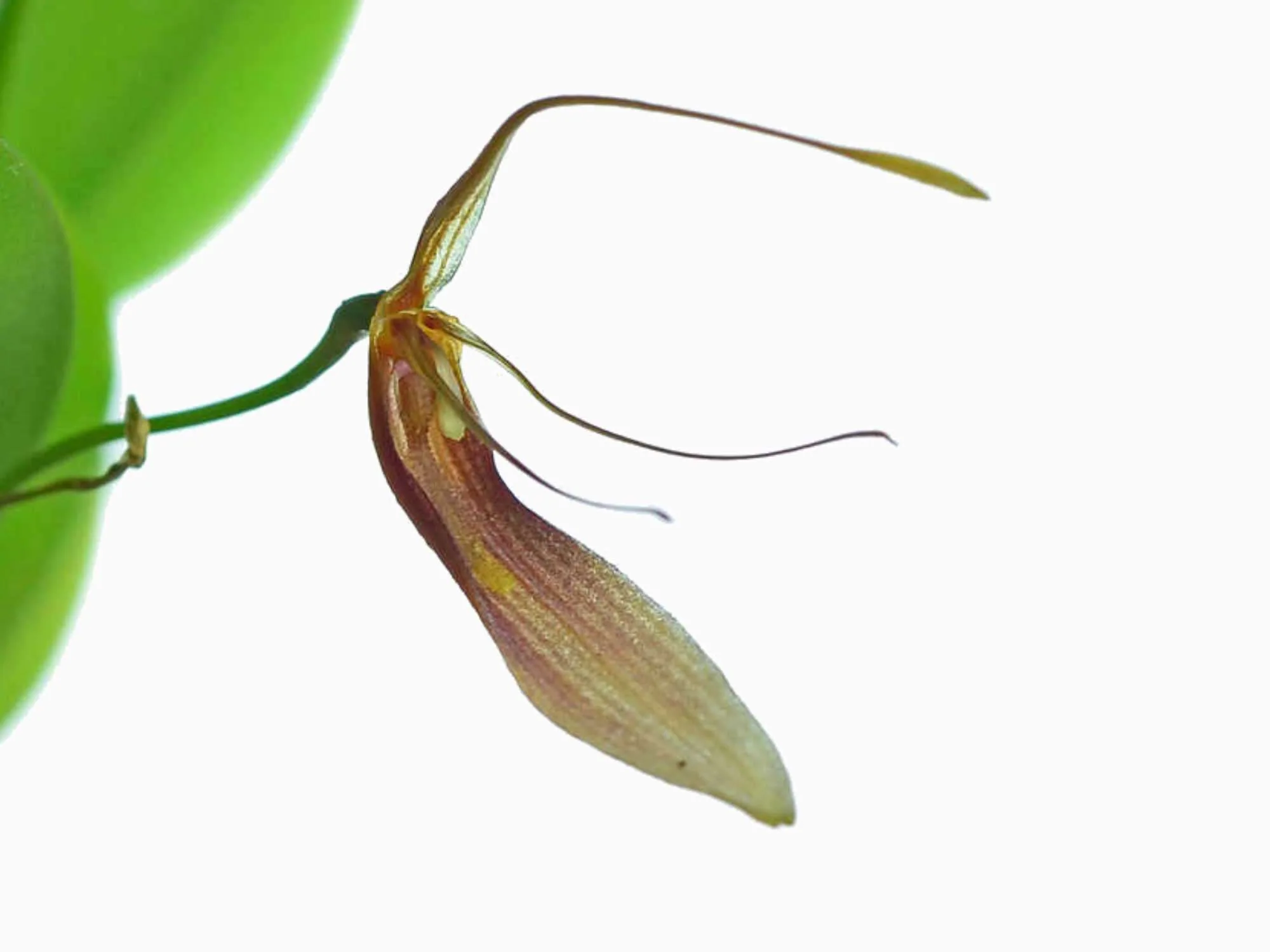 Restrepia trichoglossa '#1'