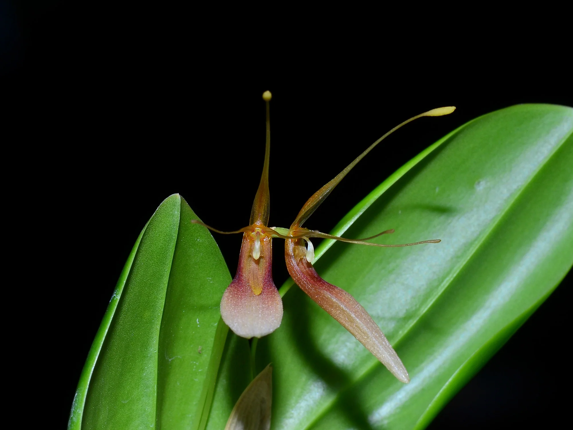Restrepia trichoglossa '#1' - Image 2