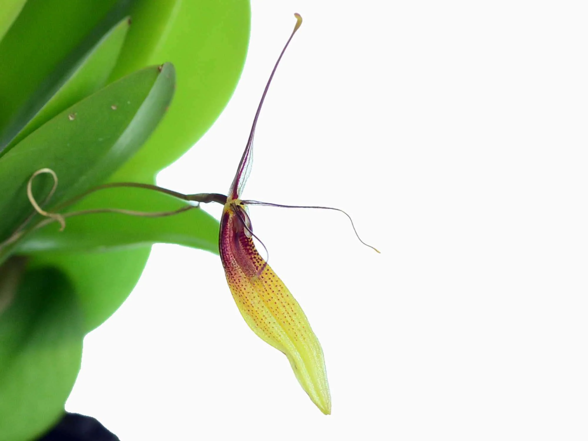 Restrepia trichoglossa '#3'