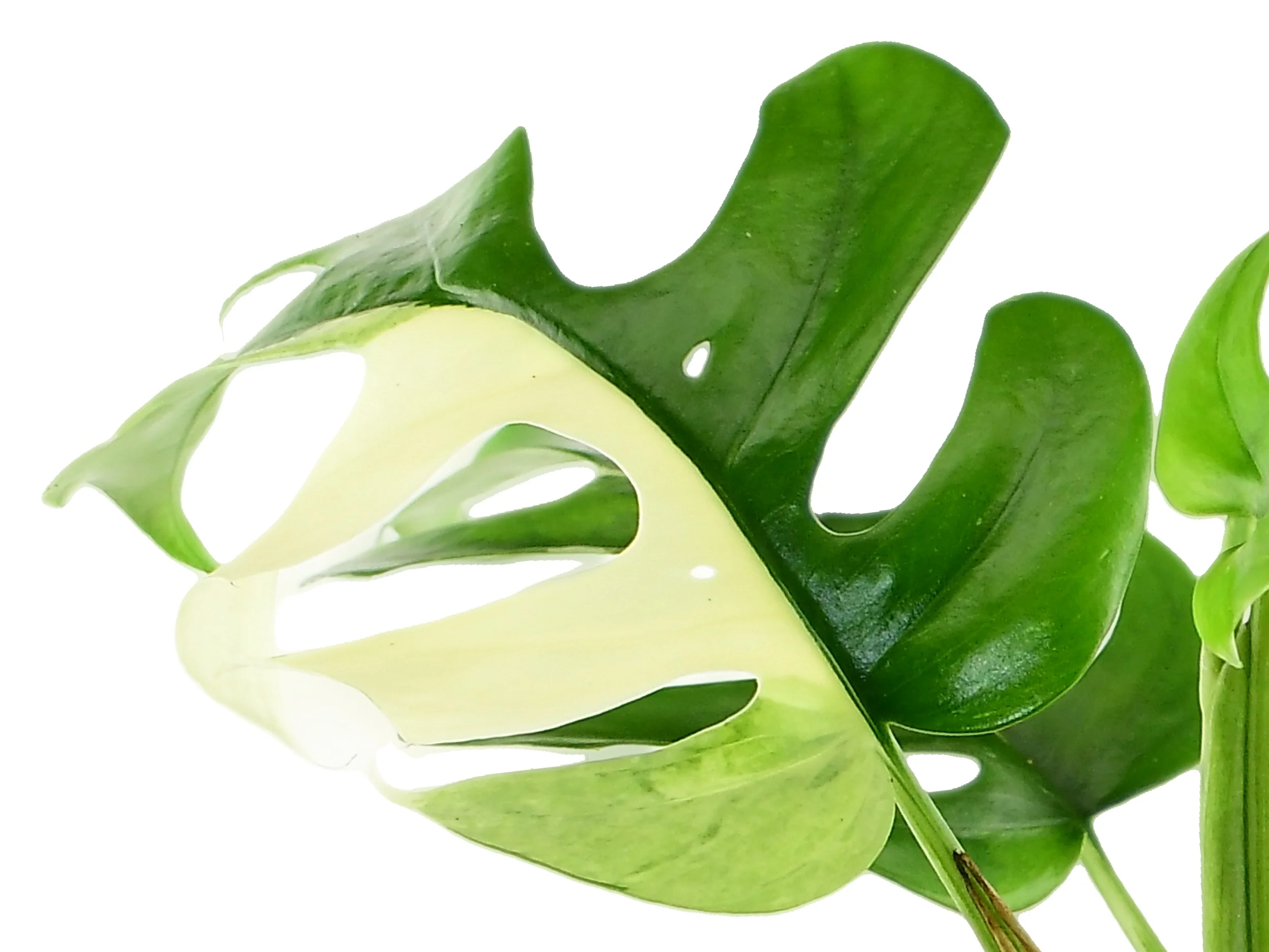 Rhaphidophora tetrasperma - Image 3