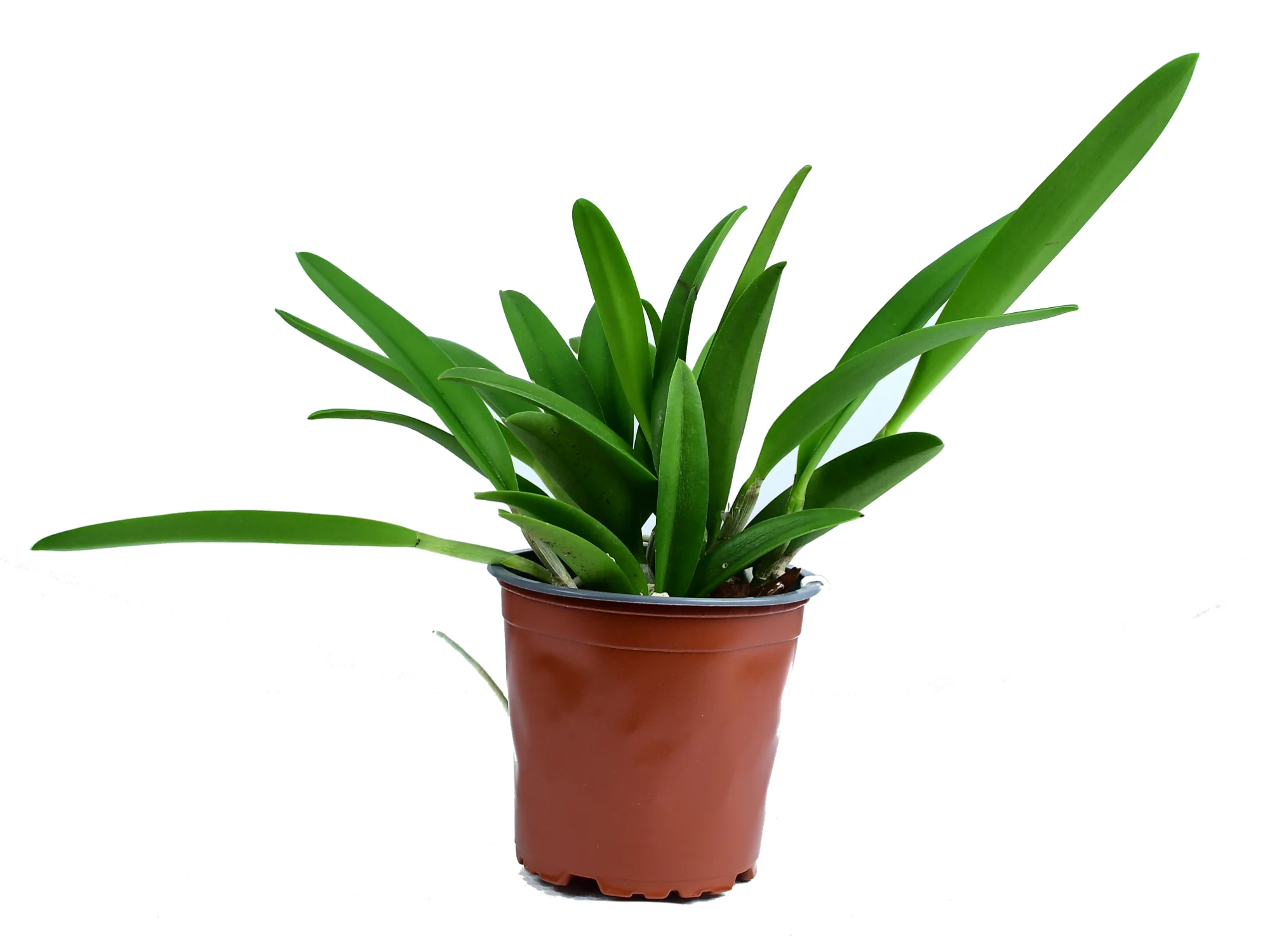 Rhynchobrassoleya Rubi - Image 3