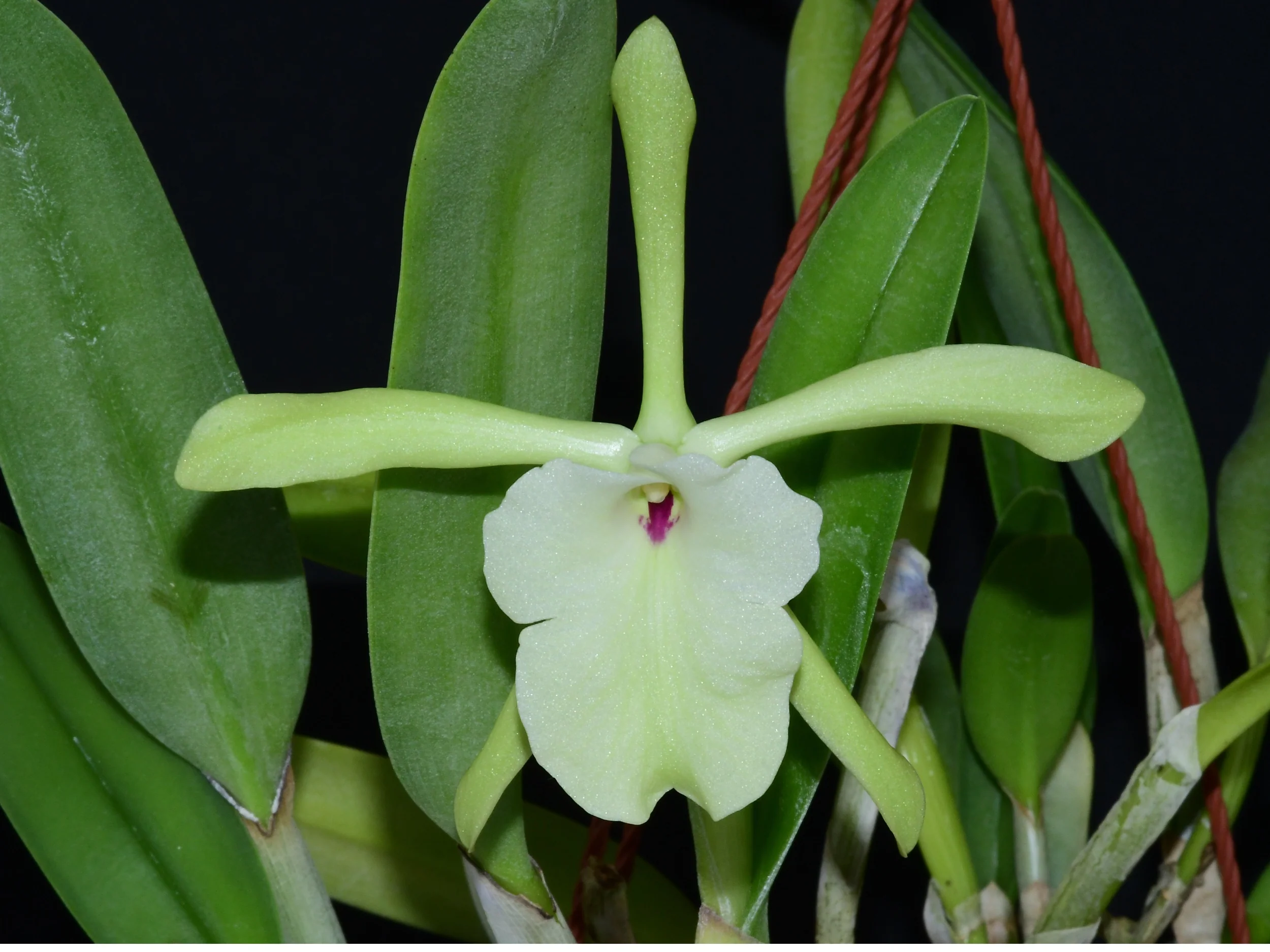 Rhyncholaelia glauca (10 cm Ampeltopf)