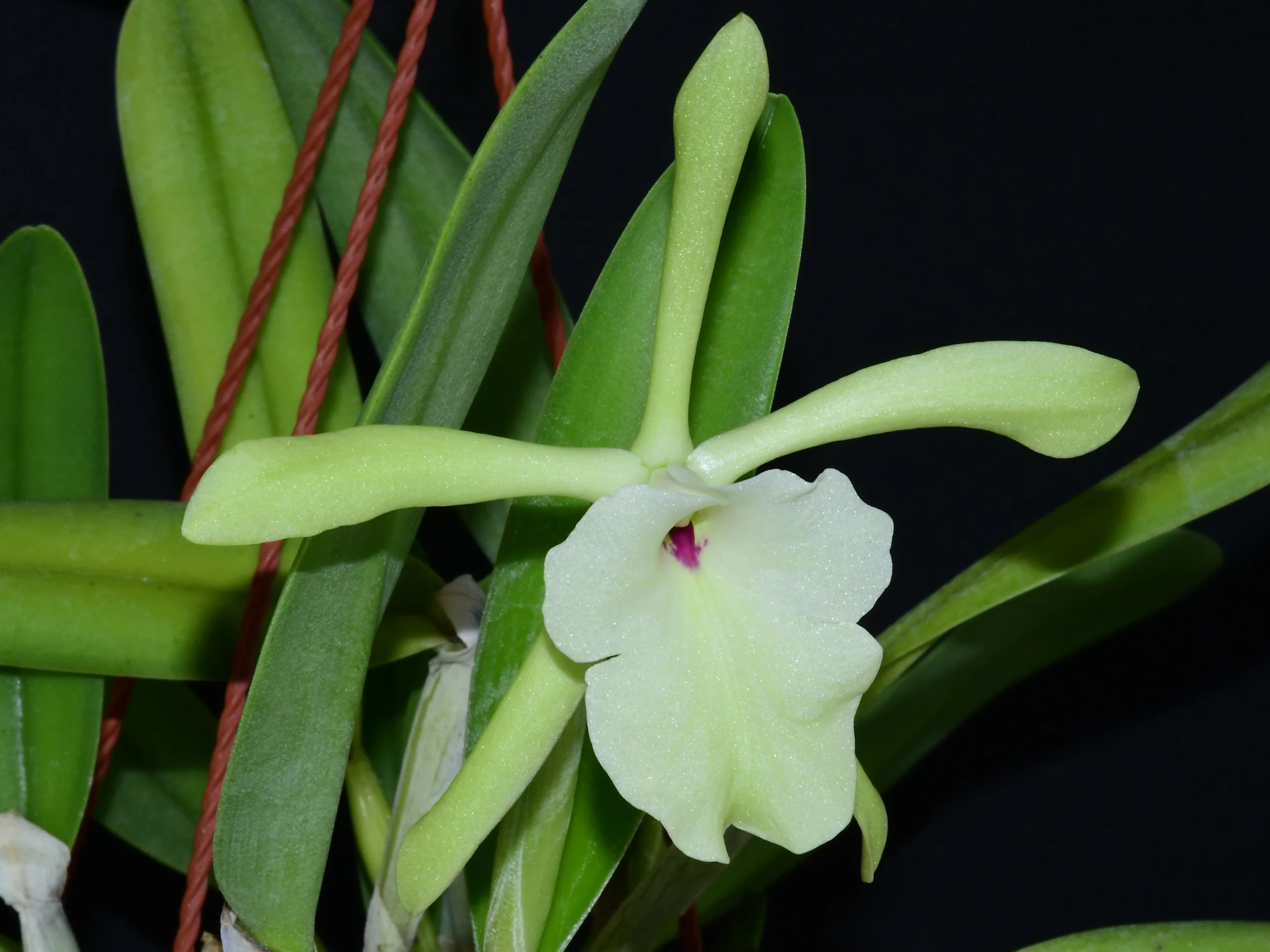 Rhyncholaelia glauca (10 cm Ampeltopf) - Image 2
