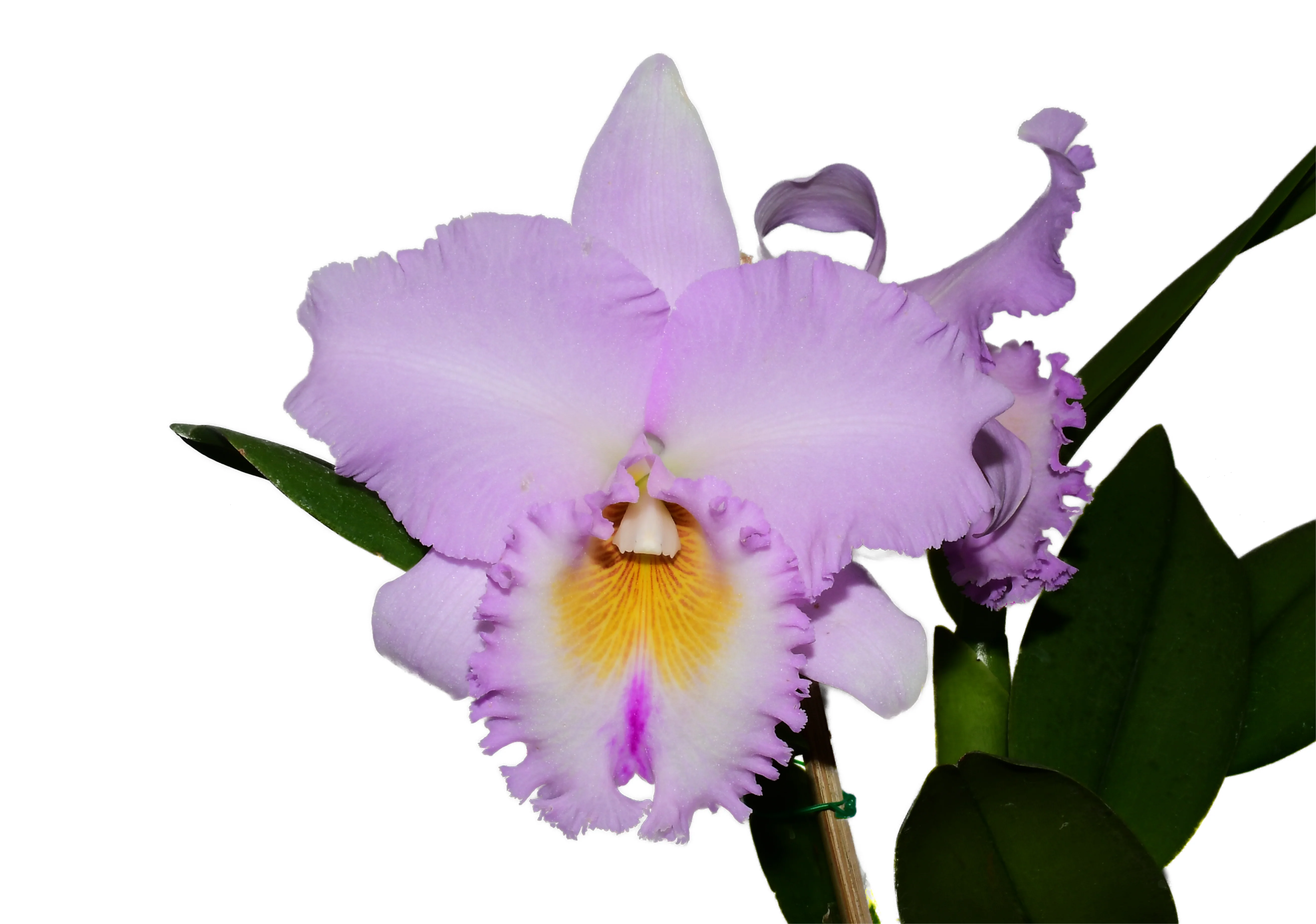 Rhyncholaeliocattleya Carioca Girl