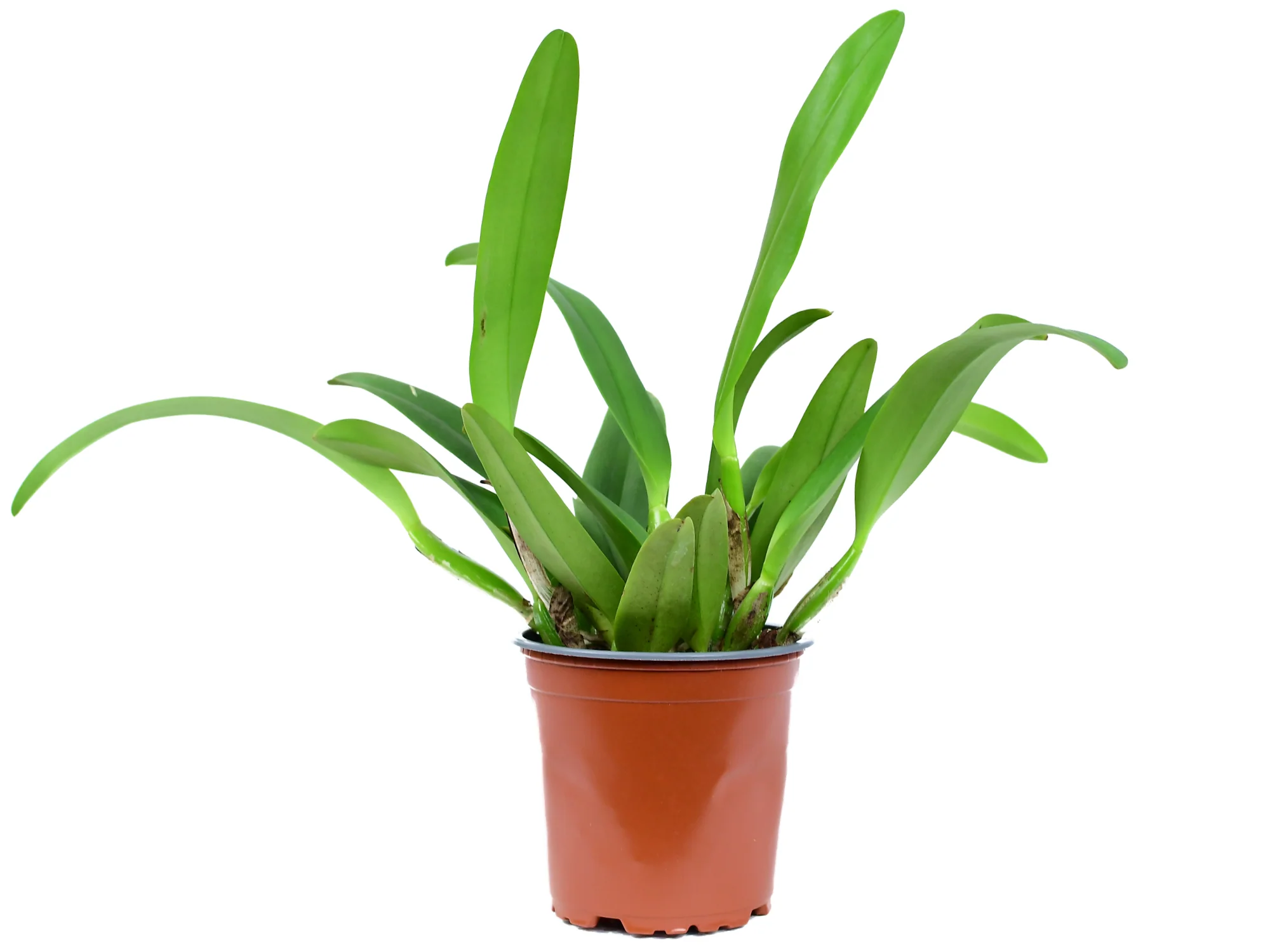 Rhyncholaeliocattleya Carioca Girl - Image 2