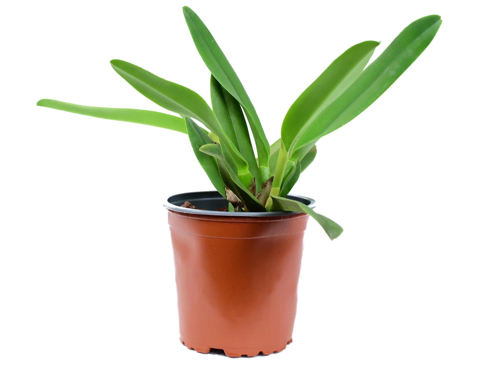 Rhyncholaeliocattleya Ecuagenera Gold - Image 2