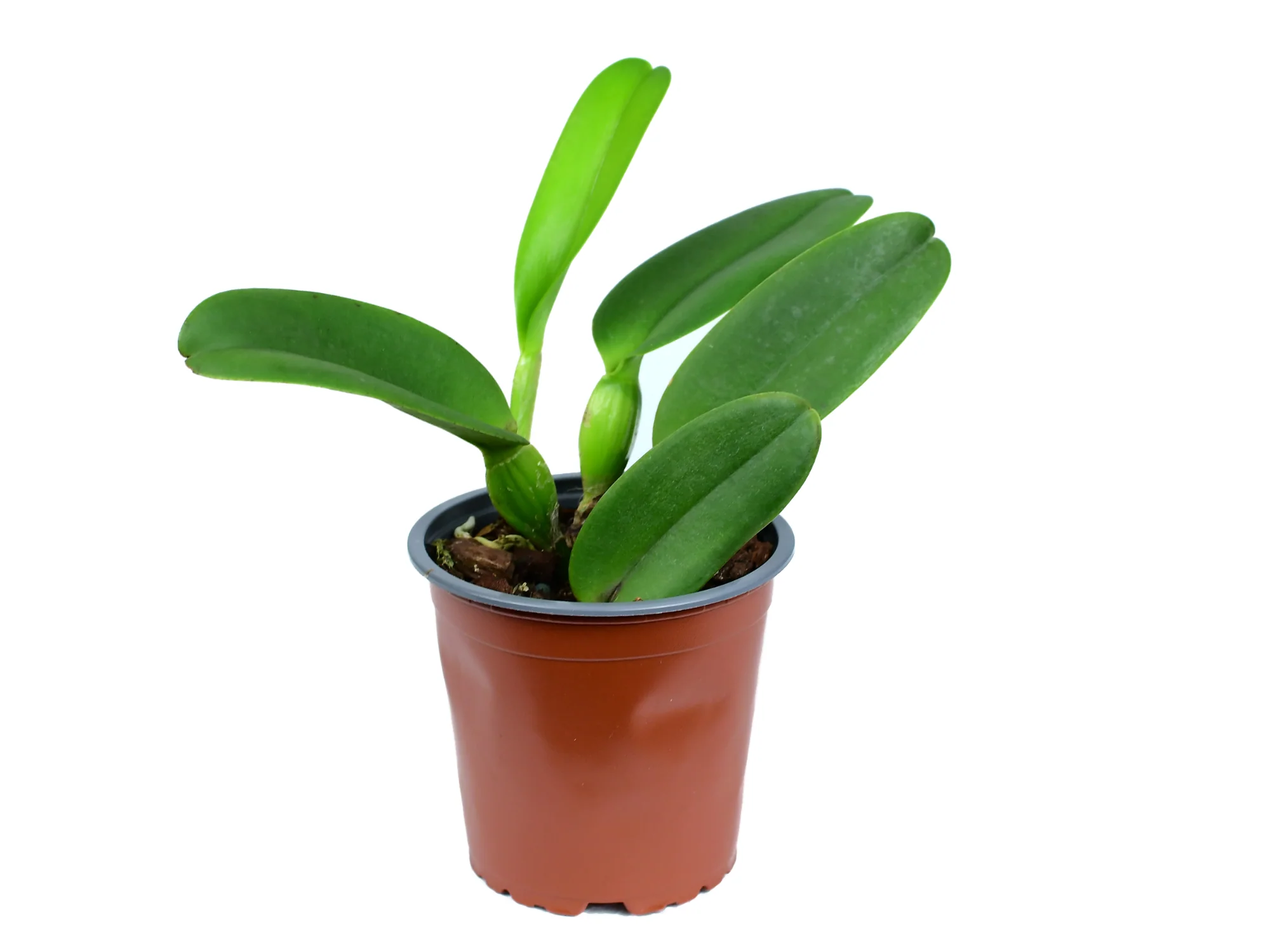 Rhyncholaeliocattleya Manabi - Image 2