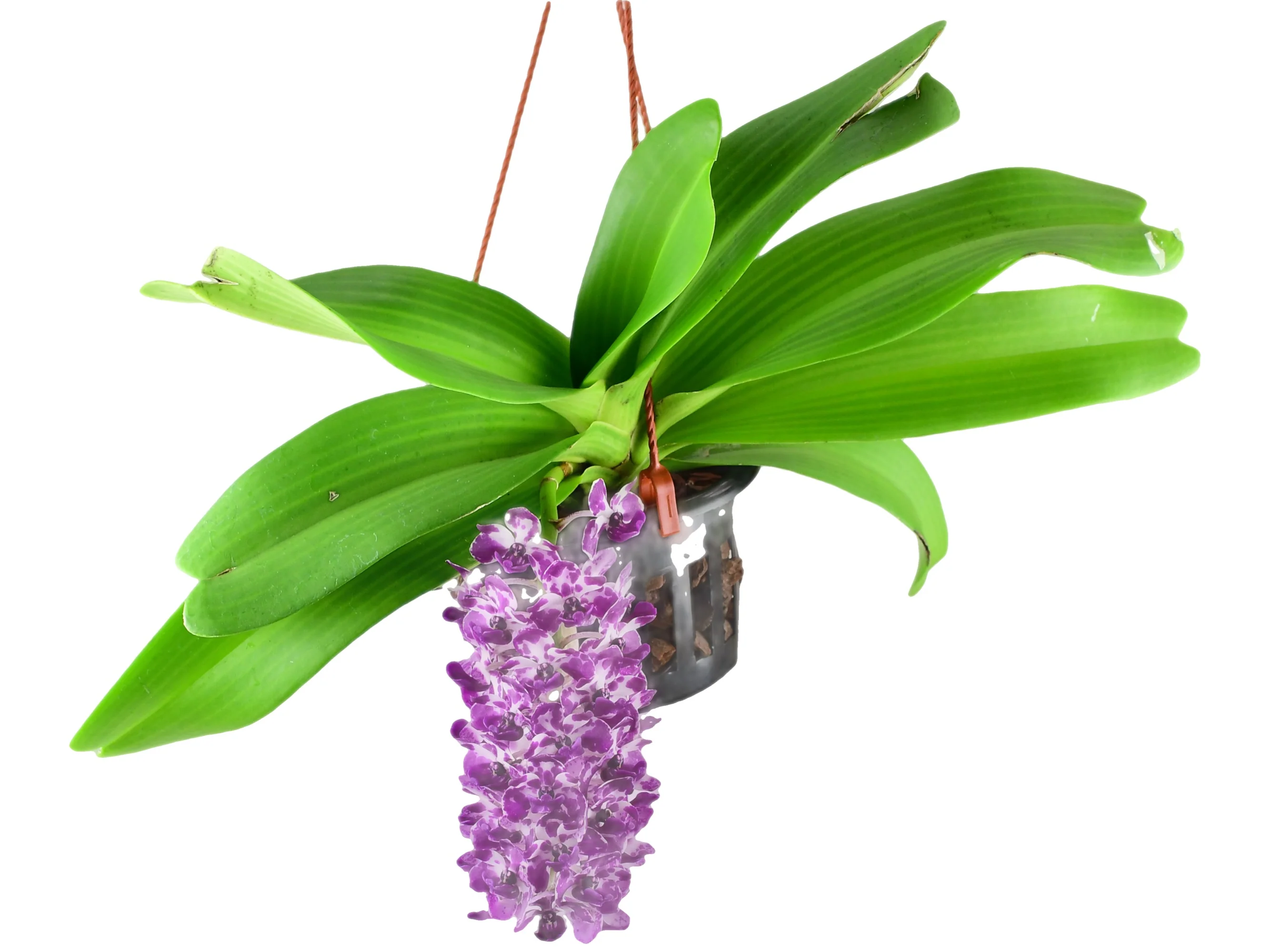 Rhynchostylis gigantea (spots, Red White) (10 cm Ampeltopf)