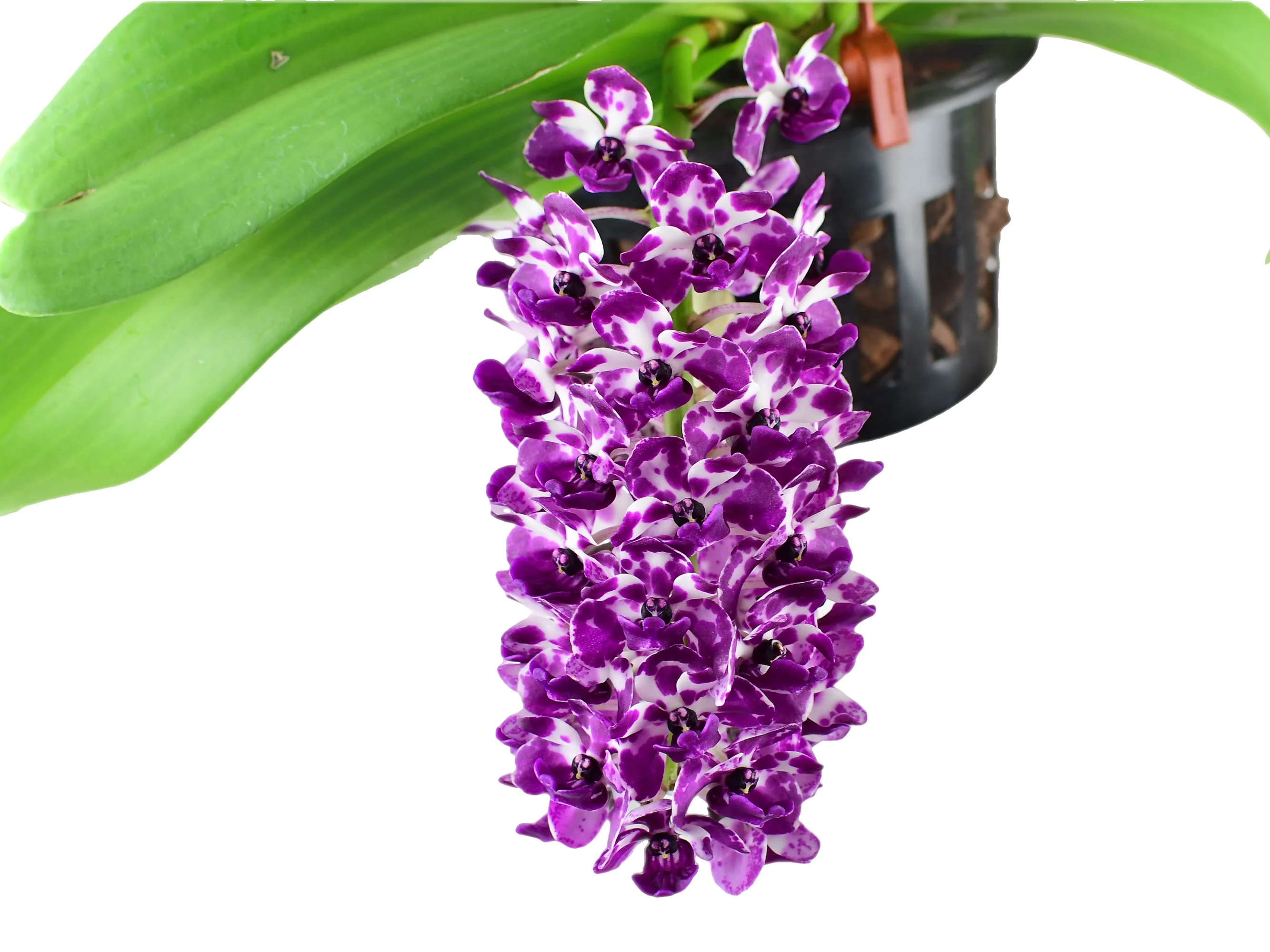 Rhynchostylis gigantea (spots, Red White) (10 cm Ampeltopf) - Image 2