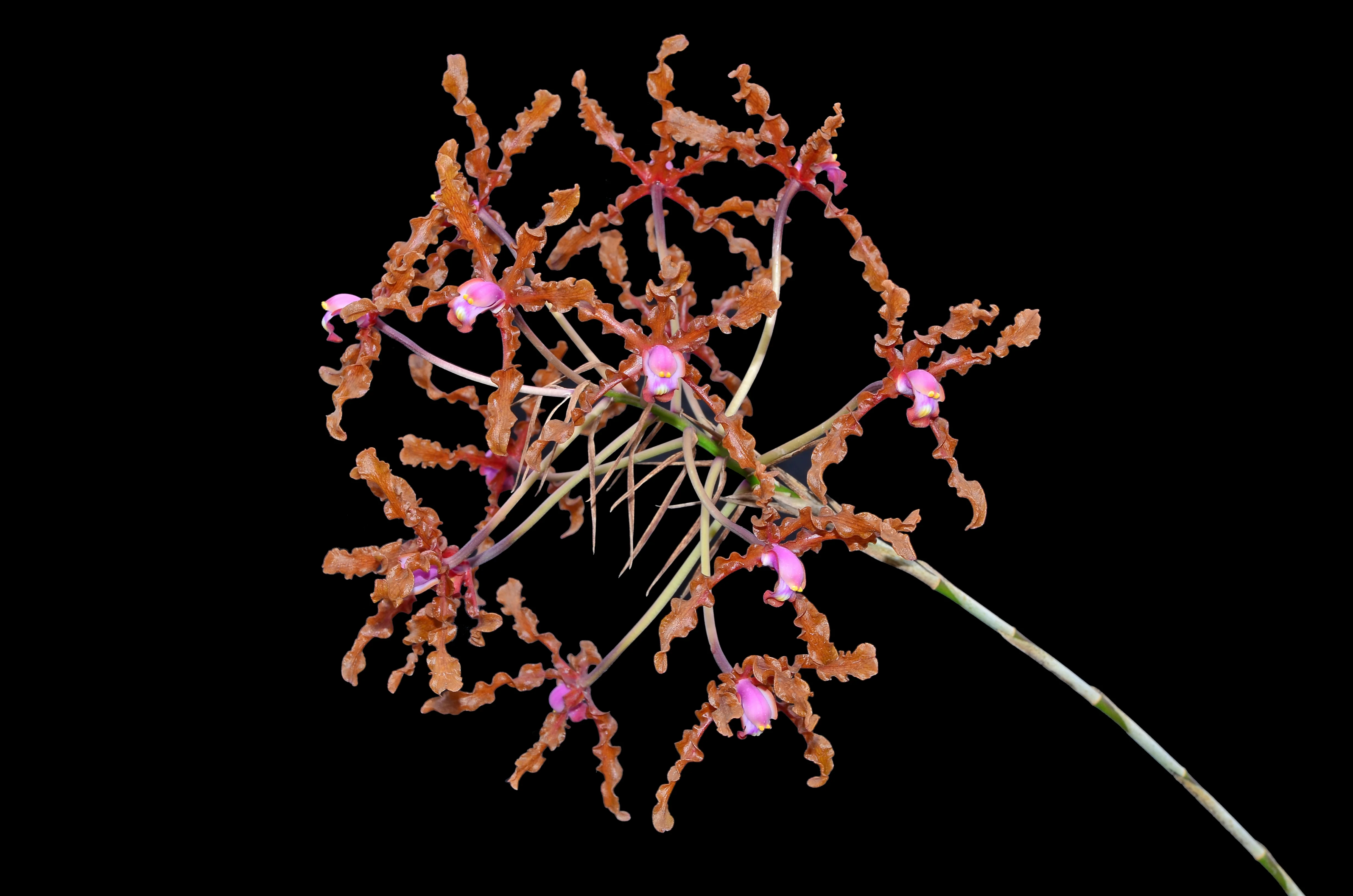 Schomburgkia lueddemannii