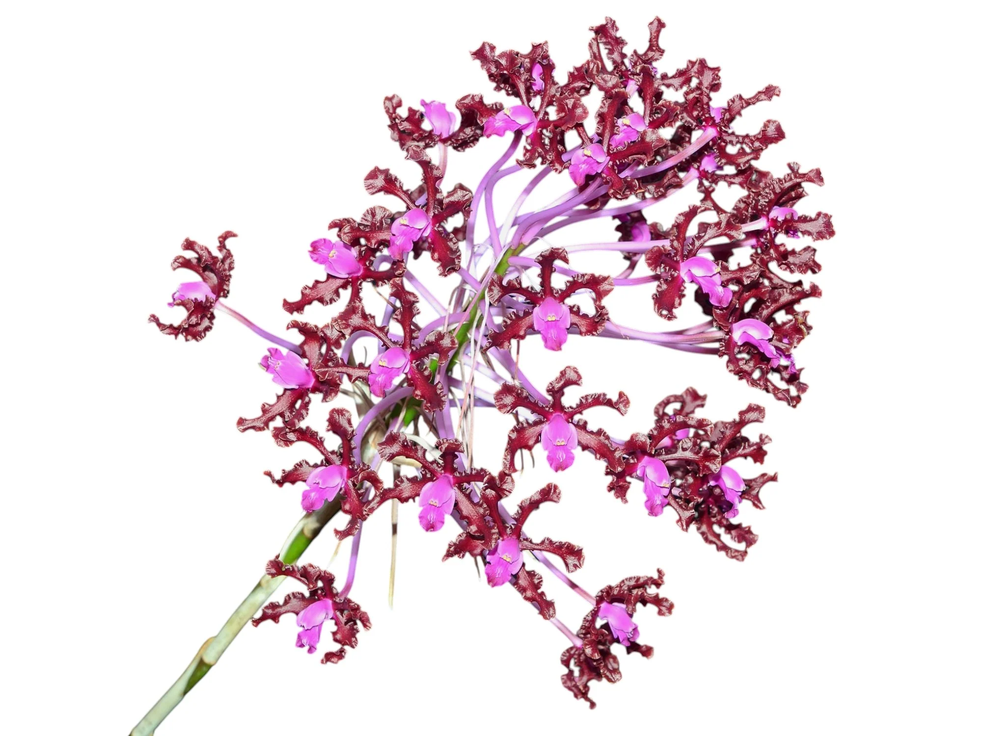 Schomburgkia rosea