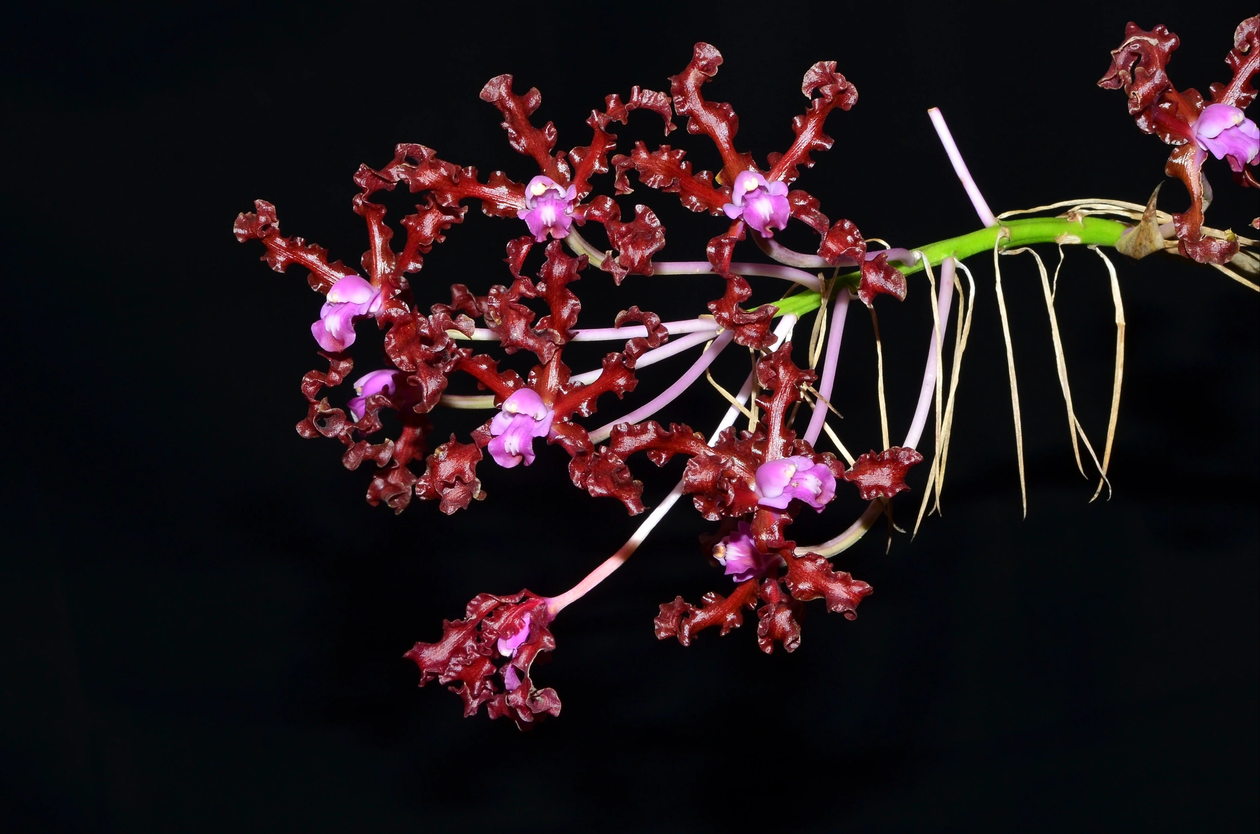 Schomburgkia rosea - Image 2