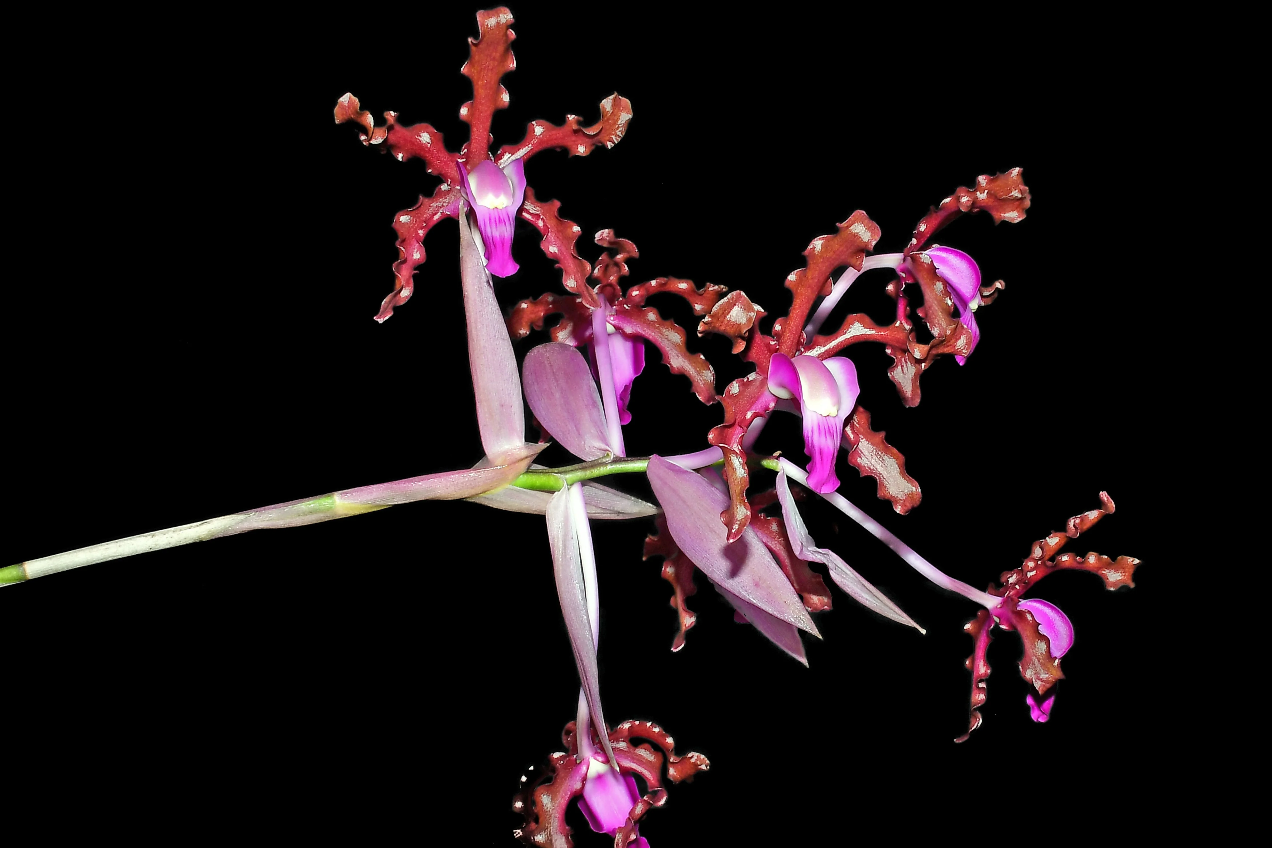 Schomburgkia splendida - Image 2