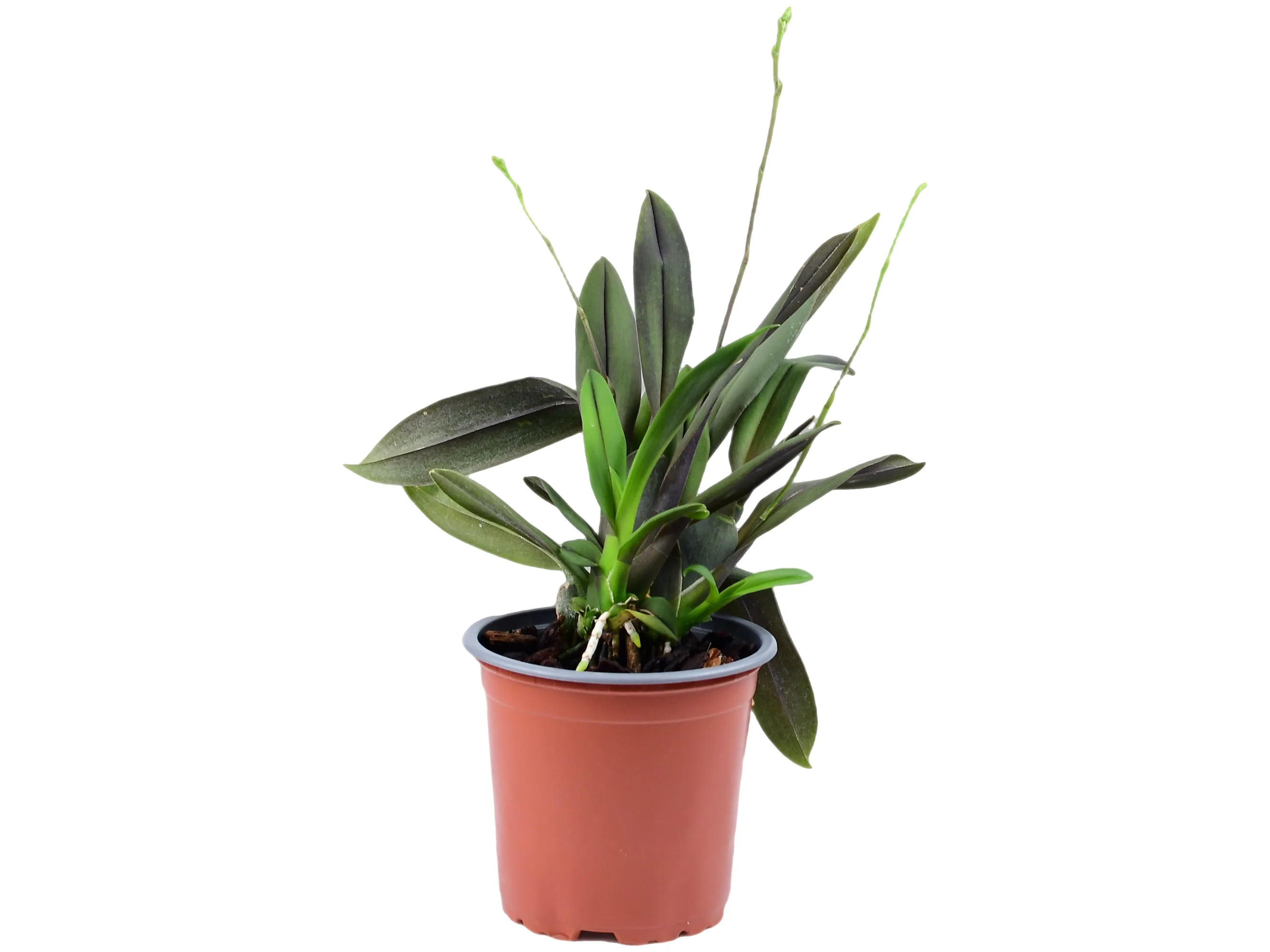 Systeloglossum ecuadorense - Image 2