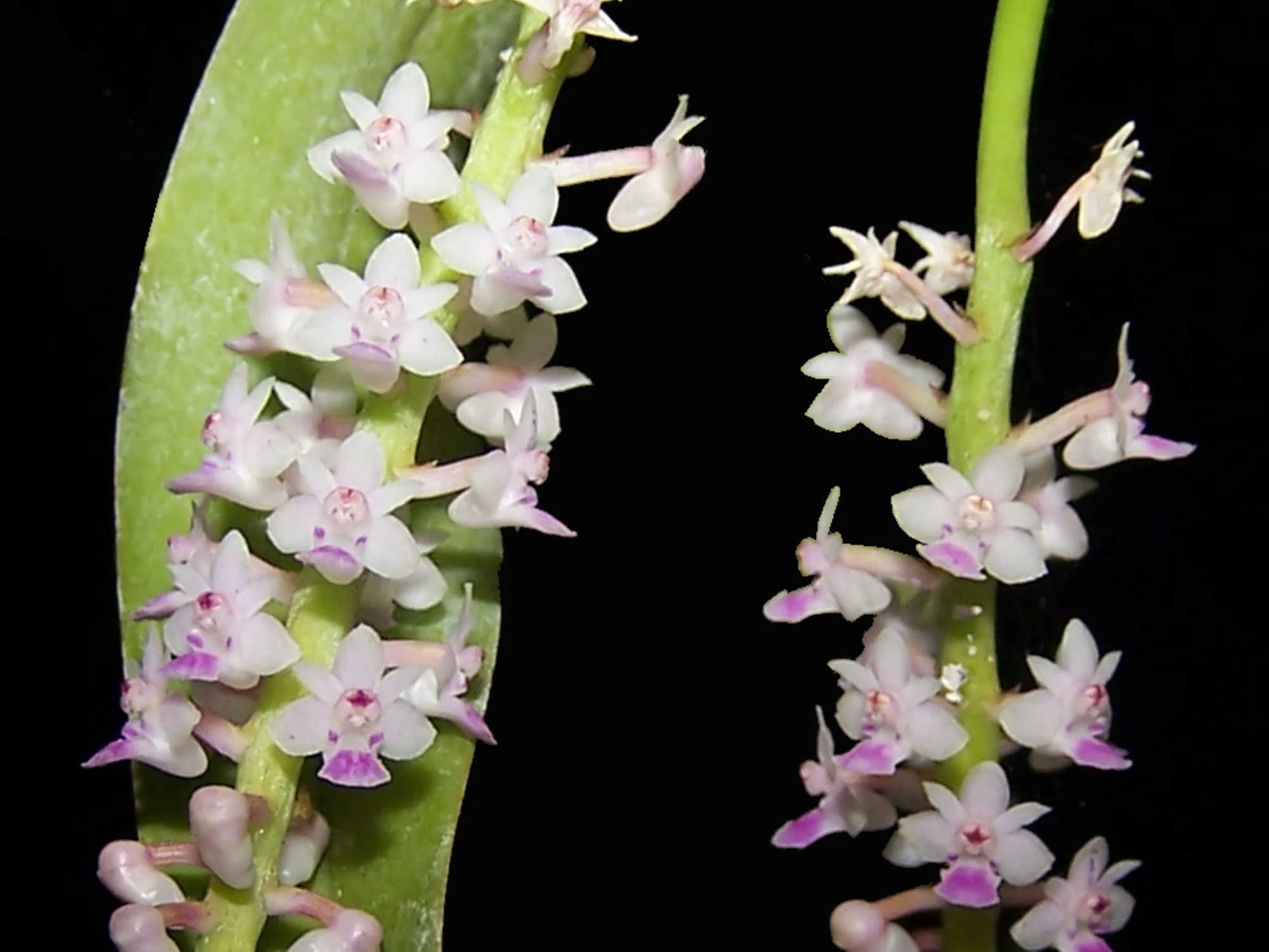 Smitinandia micrantha (5 cm Topf) - Image 2