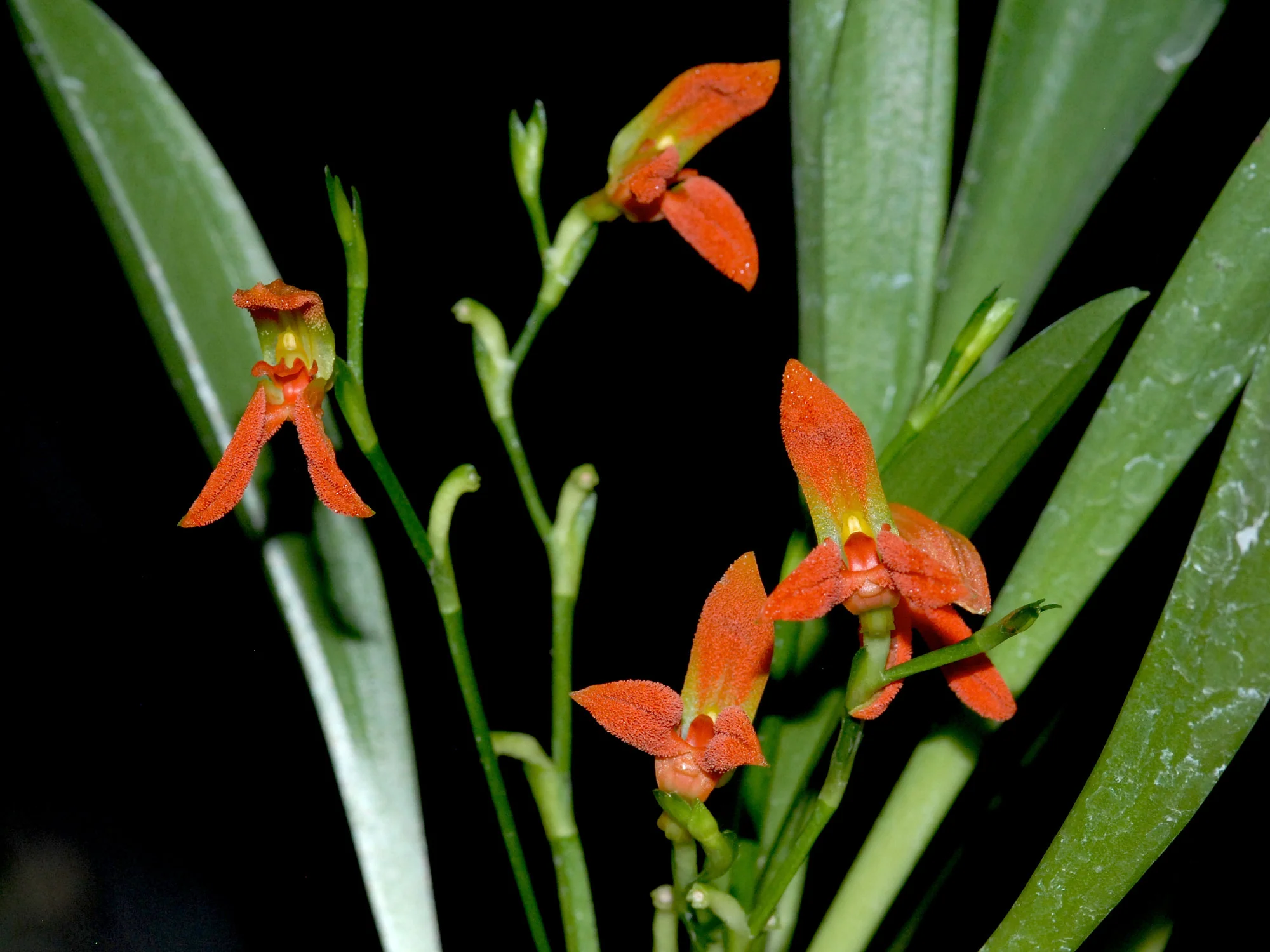 Specklinia endotrachys - Image 2
