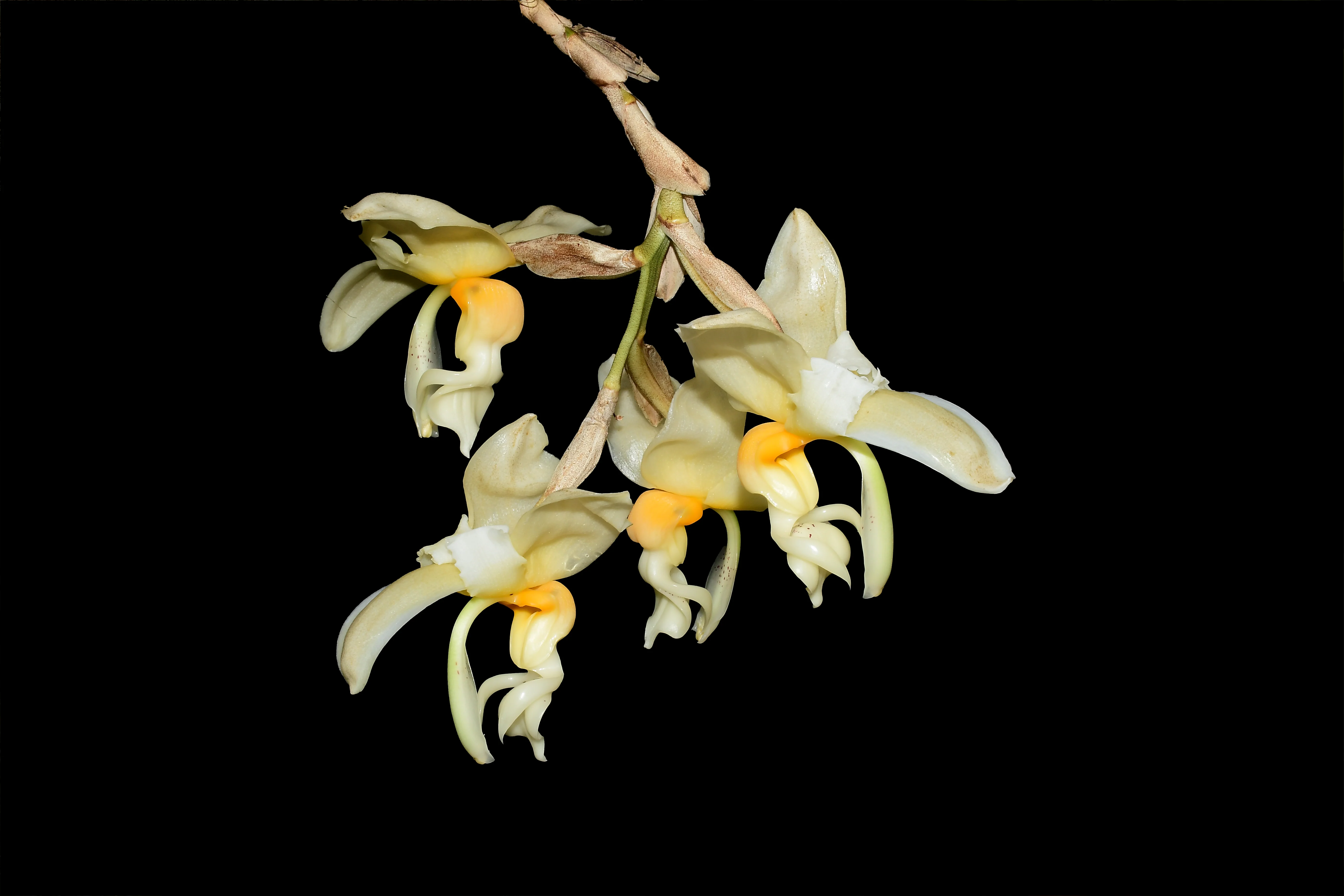 Stanhopea embreei